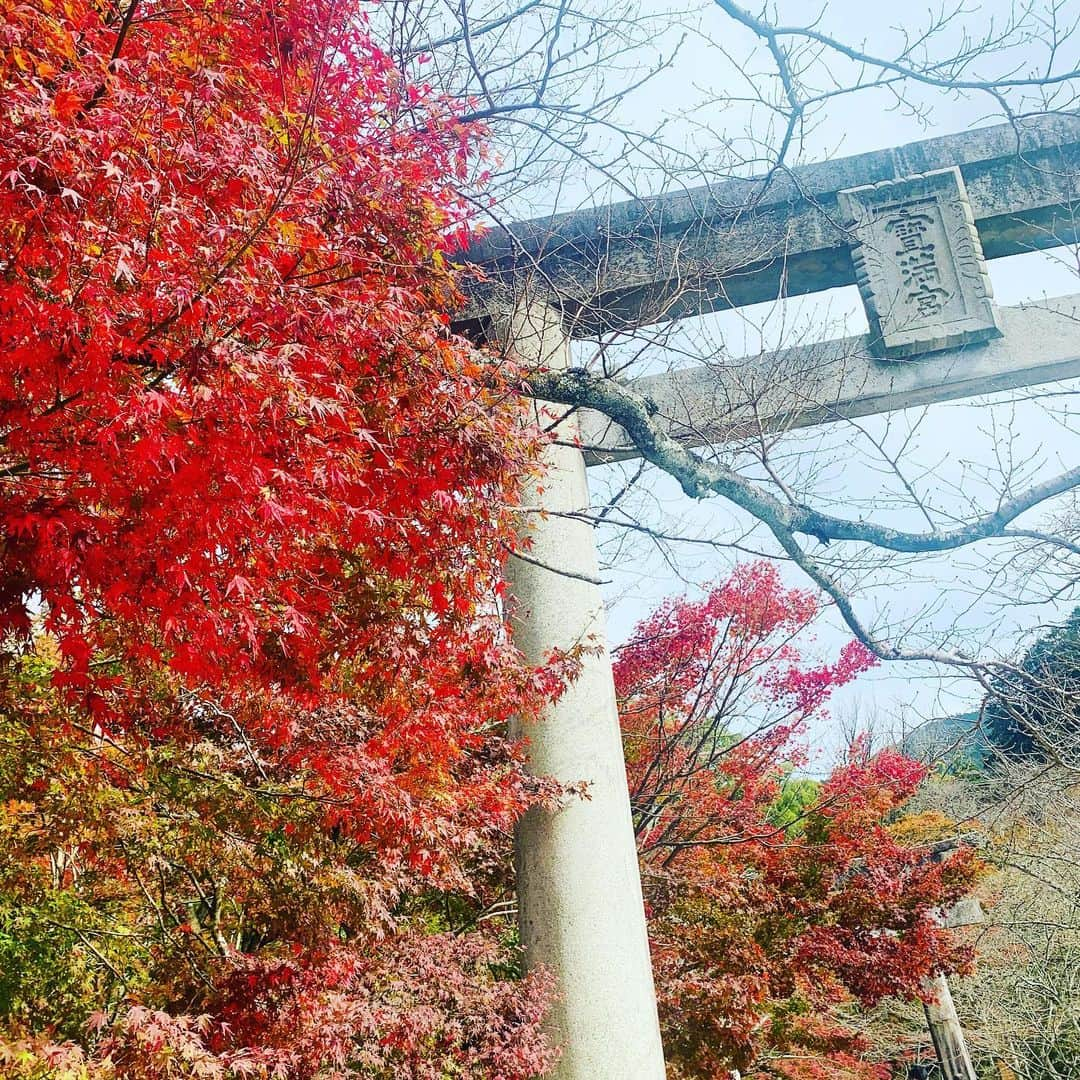 新垣泉子のインスタグラム：「私的ベストショット☆  #どうですか？ #竈門神社 #鳥居と紅葉 #鳥居と紅葉のコラボレーション  #太宰府 #太宰府天満宮からはまぁまぁ距離あります #階段は良い運動になります #竈門神社紅葉 #夜はライトアップもあるようです #私的ベストショット #鬼滅の刃 #鬼滅の刃ファン　も多かったです #tnc #アナウンサー」