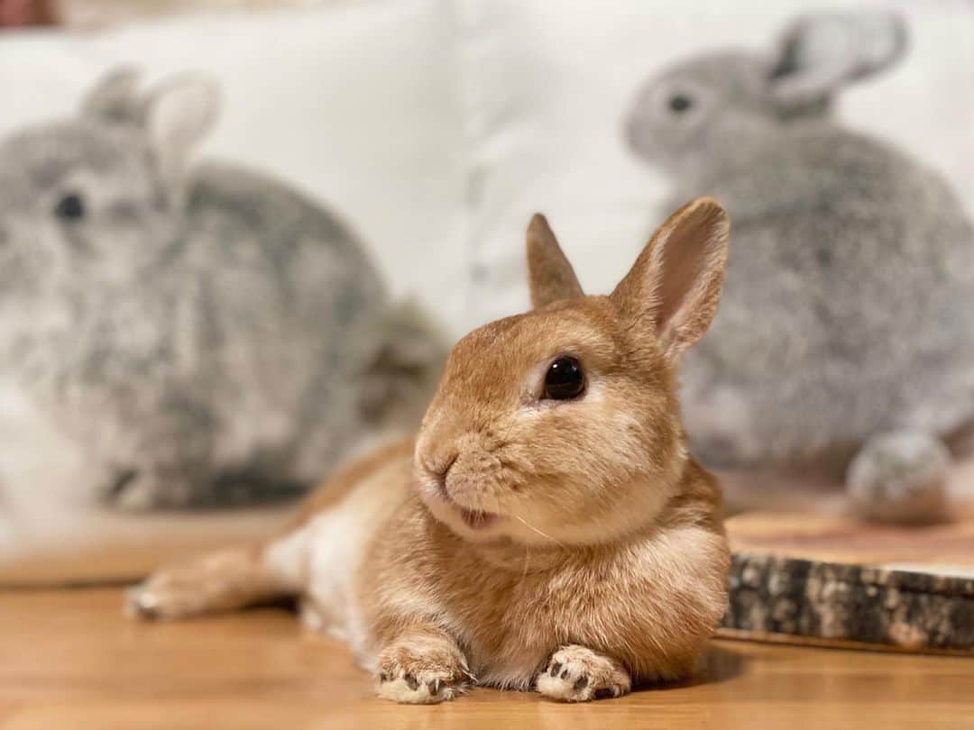 ラン?のインスタグラム：「袋のカサカサって音が、自分のおやつの袋の音だと思ううさぎ🐰 違いました～( ´ω｀) ☆ テーブルの上に置いてあると、うたっちして見て、おやつくださいアピールをしたりする(っ ॑꒳ ॑c)💕 最近はりんご🍎が多いから、りんごむいてる音がすると、キッチンの足元にきて、待ってることが多いけどね_( ˙꒳​˙ _ )ﾁｮｺﾝ ☆  #うさぎ #ネザーランドドワーフ #rabbit #bunny #bunnystagram  #rabbitstagram  #cute  #かわいい #ふわもこ部  #もふもふ  #zip写真部  #アニマル写真部 #instagramjapan #netherlanddwarf #うさぎと暮らす  #うさぎのいる暮らし #癒し #kawaii #ランちゃん  2020.11.21」