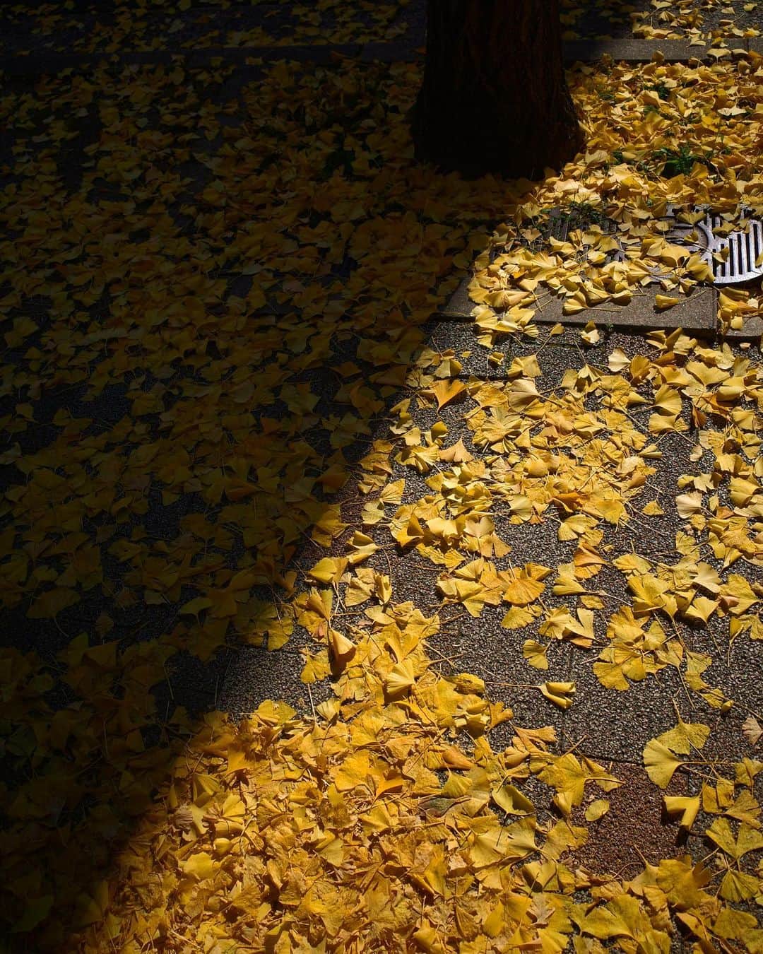 佐々木明さんのインスタグラム写真 - (佐々木明Instagram)「【yellow season】 紅葉🍁の季節が長めに感じる年です。」11月21日 10時16分 - akiraexploring