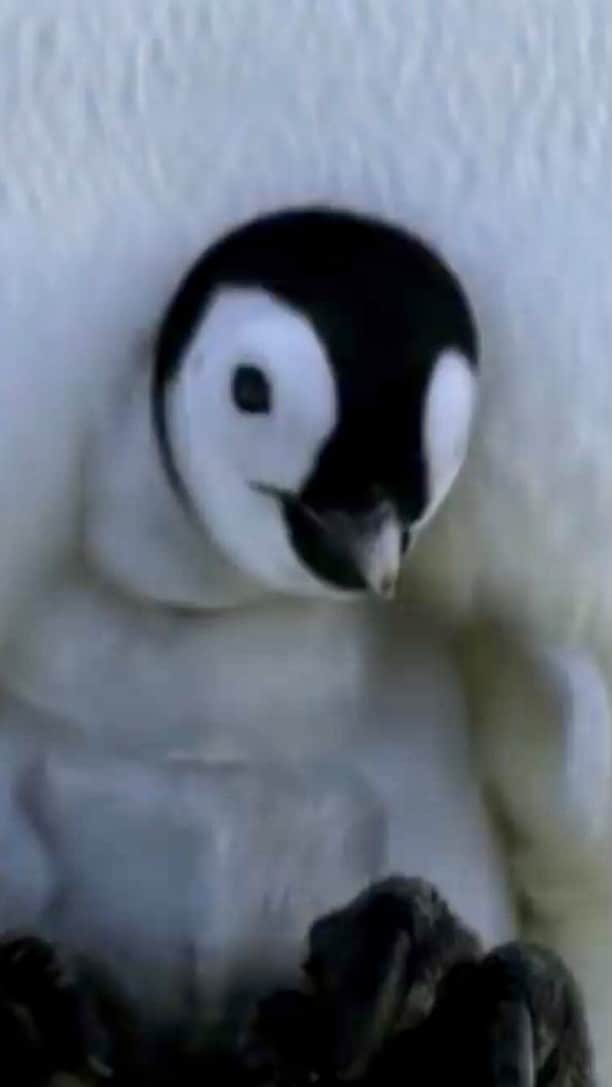 ナショナル ジオグラフィック TV (JP)のインスタグラム：「極寒の中、卵がふ化するまで60日以上立ったまま。「世界一過酷」といわれる #コウテイペンギン の子育ては、オスとメスが交代で餌を運んで面倒をみます。  「ペンギン・ライフ」より #ナショジオ」