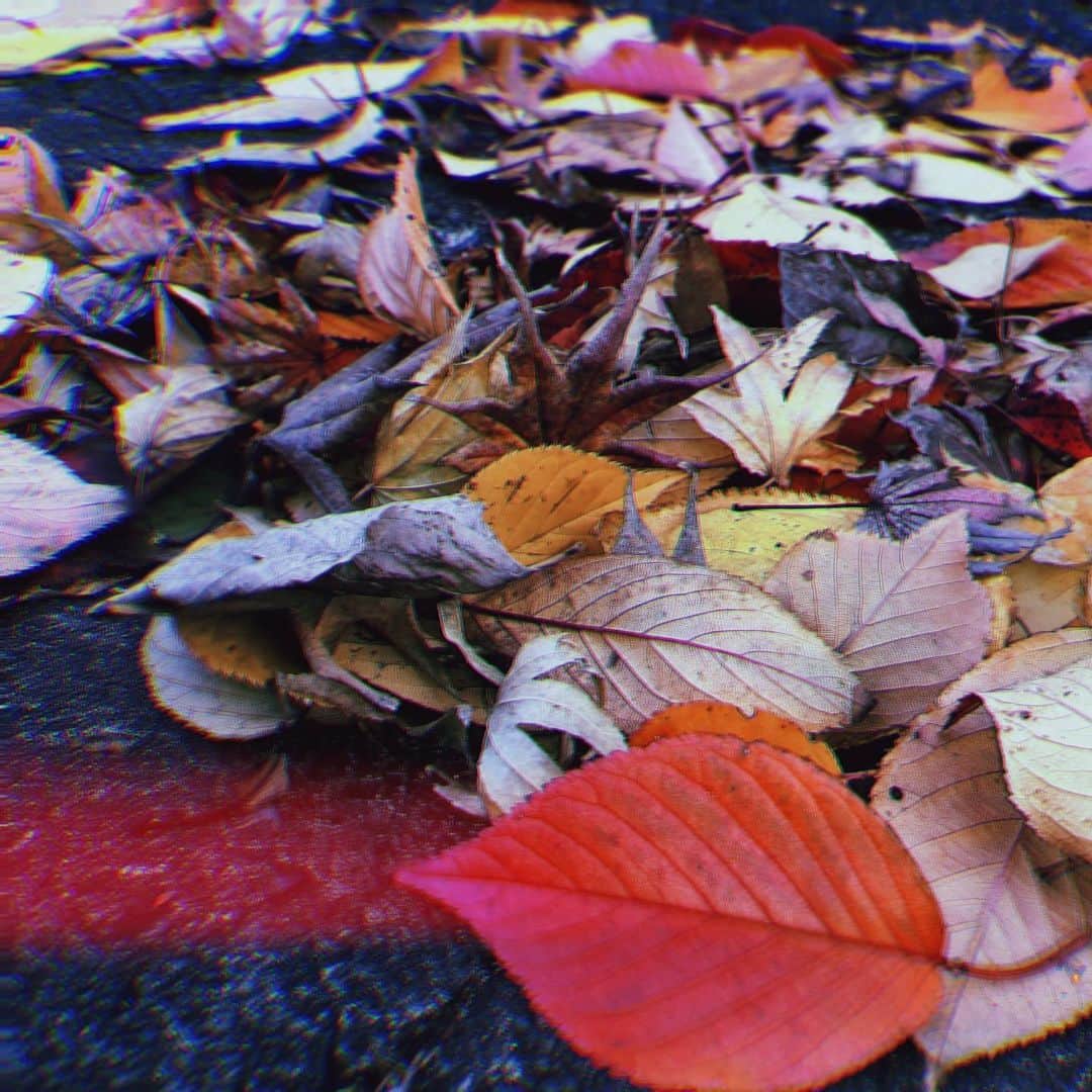 川添りなのインスタグラム：「おはようございます✨☺️🌈風が強いったらつよい。。❗❗2枚目の写真落ち葉でハート作りました♥️笑見つけられたあなたは今日も素敵な1日になるでしょう〜💖✨  良い土曜日を過ごせますようにぃ🙆🏻⭕」