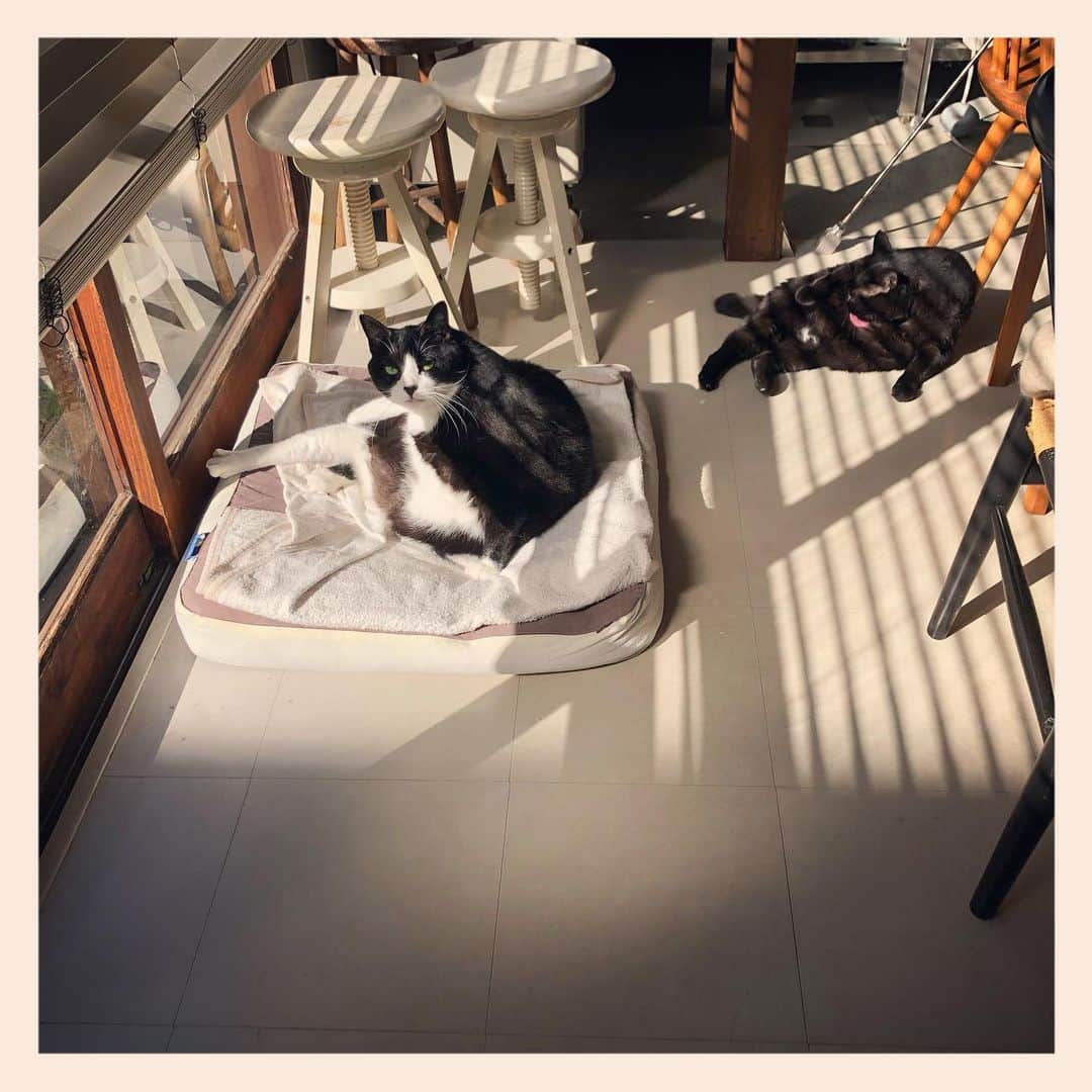 パンといっぴきのインスタグラム：「#元保護猫 #白黒猫 #ハチワレ #blackandwhitecat #tuxedocat #元野良猫 #黒猫 #blackcat」