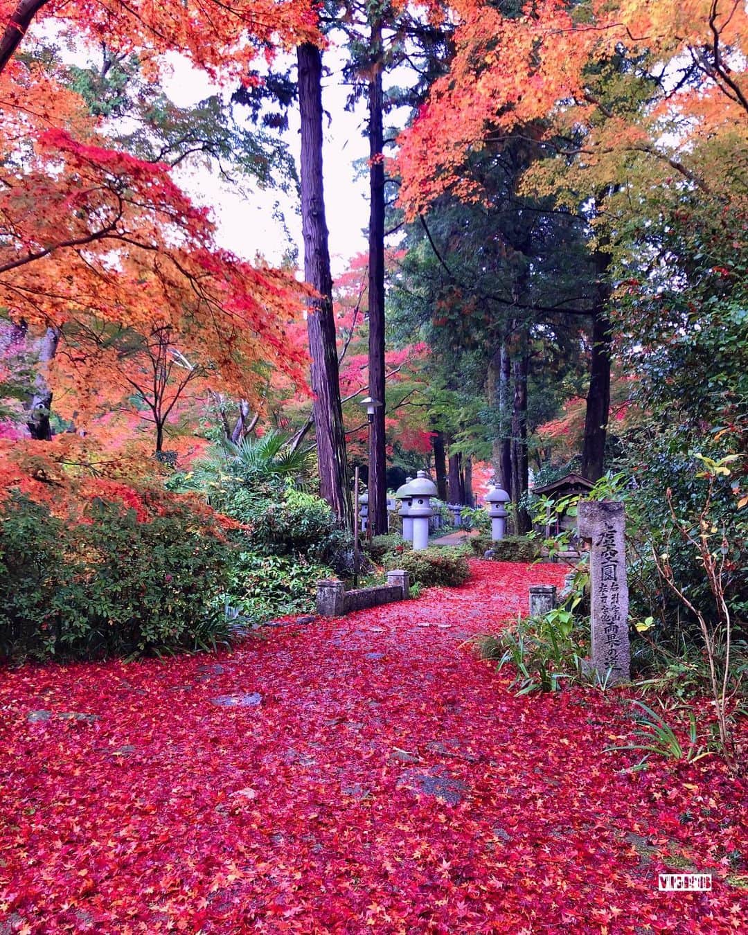のインスタグラム：「. . 昨日、遭遇したモミジの絨毯　. . 住職さんによると 雨でたくさんの葉が落ちて、こうなったそう 一晩で全然違う光景になったんだとか　. . まさに自然が創造する芸術　. . . #紅葉 #紅葉狩り #モミジ  #秋の風景 #秋の景色 #雨上がり #目の保養  #단풍 #단풍구경 #단풍나무 #가을 #가을풍경 #소통 #맞팔 #예쁘다 #산책  #autumn #autumnleaves #autumncolors #coloredleaves」