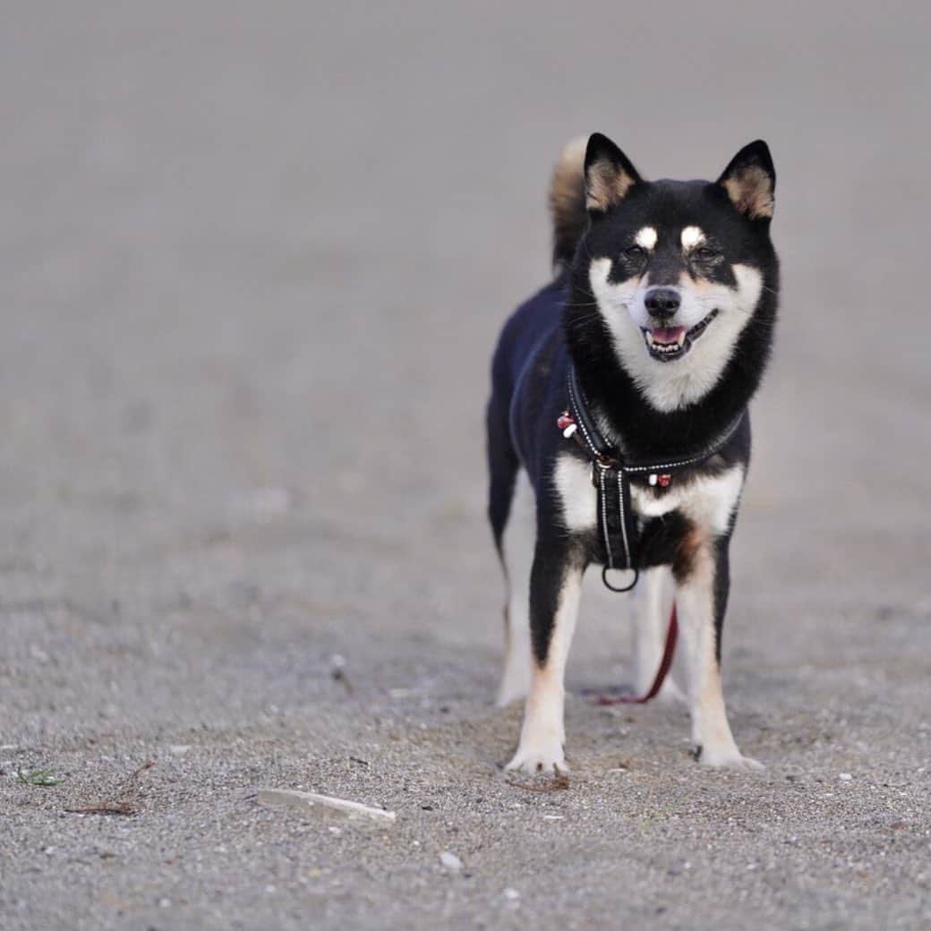 vo_coのインスタグラム：「🐾 先日の撮れ高✨ 家の回りでの散歩では市中引き回しの罪人みたいな歩き方してるのに、砂浜とか雪原とかの精神が解放される場所では楽しそうにはしゃぐ姿を見せてくれます そんな姿を、見てることを気付かれないように眺めてる時間が堪らなく愛おしい…☺️ こんな時間が長く続きますように…✨ ＊ #shibastagram #instashiba #shiba #shibainu #黒柴 #柴犬」