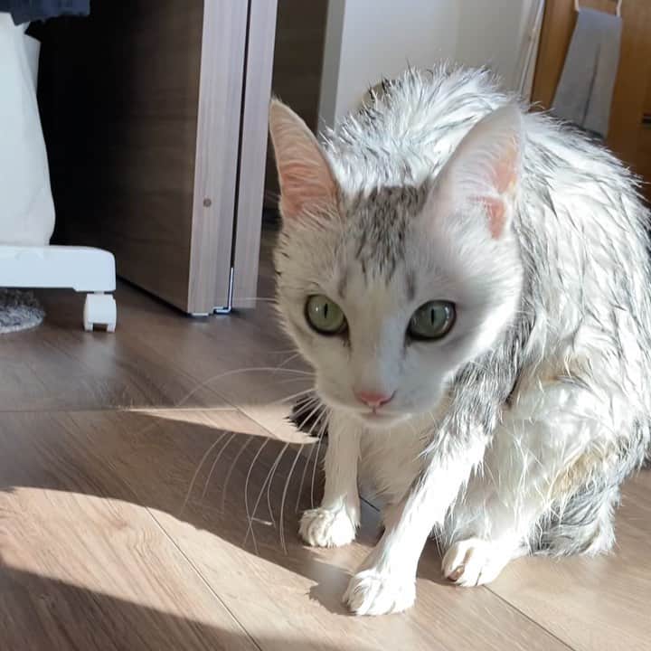 つるちゃんのインスタグラム：「お風呂入りました🛁🙌 天気いいからお風呂に入れました✨ サラサラキレイになってよかったねー😊  She took a bath🛁 .  #猫 #ねこ #にゃんこ #美猫 #ねこ部 #ふわもこ部 #ねこすたぐらむ #ペコねこ部 #猫好きさんと繋がりたい #にゃんすたぐらむ #cat #neko #instacat #catstagram #instagramcats  #catsconnect #meowbox #picneko #bestmeow #catsofinstagram #meowed #rakutenpet」