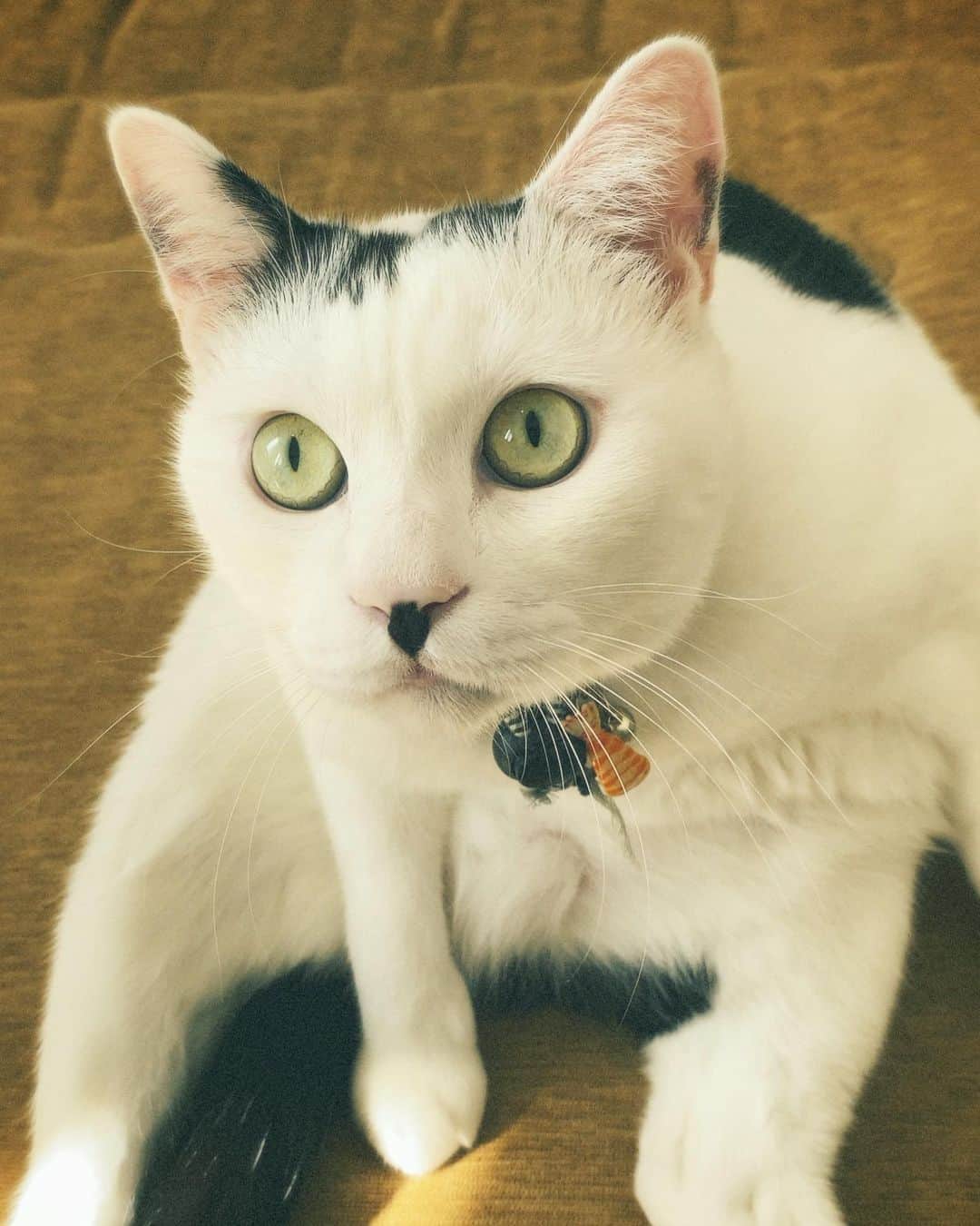 佐藤乃莉さんのインスタグラム写真 - (佐藤乃莉Instagram)「🐾おはようございます☀  ✨🕊Have a great day 🕊✨  #cat#family#love#おすし#ねこ」11月21日 11時15分 - nori_sato_