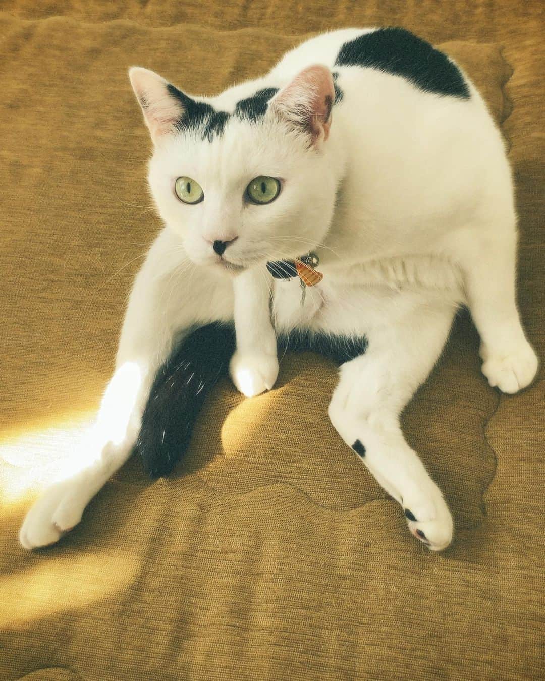 佐藤乃莉さんのインスタグラム写真 - (佐藤乃莉Instagram)「🐾おはようございます☀  ✨🕊Have a great day 🕊✨  #cat#family#love#おすし#ねこ」11月21日 11時15分 - nori_sato_