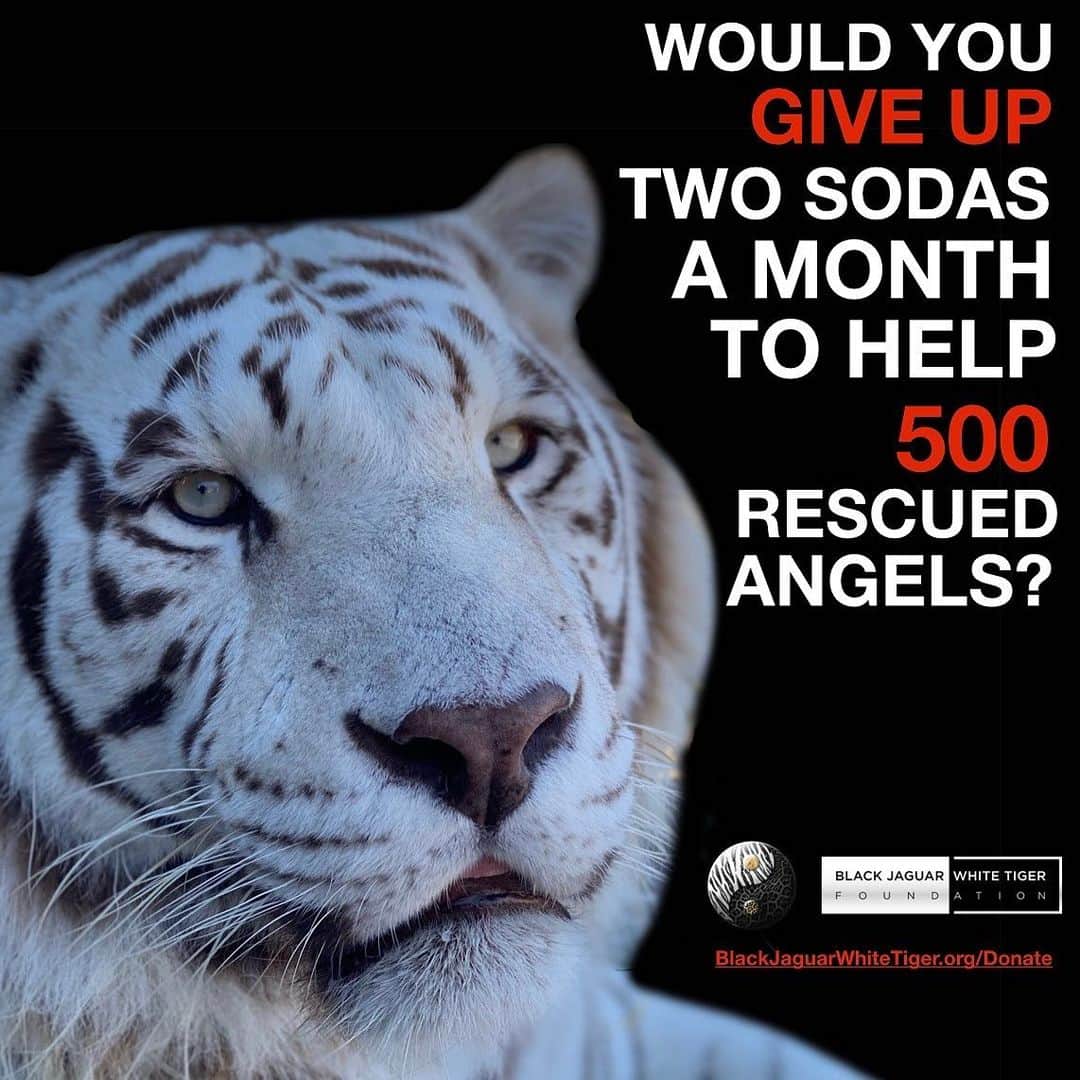 Black Jaguar-White Tiger さんのインスタグラム写真 - (Black Jaguar-White Tiger Instagram)「Your donation saves lives. 500 rescued Animals need you. Active link to donate on our bio or at www.BlackJaguarWhiteTiger.org/Donate」11月21日 11時15分 - blackjaguarwhitetiger
