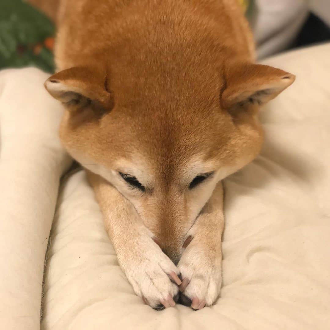 マロたんのインスタグラム：「お鼻寒い寒い🥶 It was cold today compared to yesterday. #shiba #shibainu #柴犬」