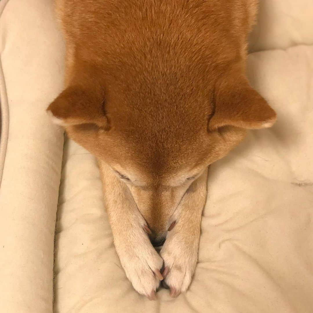 マロたんさんのインスタグラム写真 - (マロたんInstagram)「お鼻寒い寒い🥶 It was cold today compared to yesterday. #shiba #shibainu #柴犬」11月21日 11時45分 - minapple