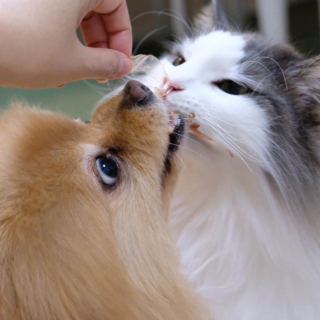Hanaさんのインスタグラム写真 - (HanaInstagram)「❤️🐶🐟　🙀💦💦 #マルトモ　さんのペット用かつおぶし🐟 * 順番にあげてるけど お姉は待てなくて 何度も割り込む😂 * ドン引く弟 * ⑨⑩ 無くなっても 何度も手を確認する🐶😺きょうだい * * ブログ更新しました♪ http://kedamakyoudai.blog.jp/ #NorwegianForestCat#Pomeranian#japan#catlover#doglover#dogs#cat#Kawaii#fluffy#pom#fluffydog#catsofinstagram#dogsofinstagram#fluffycat#ノルウェージャンフォレストキャット#ポメラニアン#pecoいぬ部#ペコねこ部#犬と猫のいる暮らし#かわいい#cute#cutecat#cutedog#funny#funnydog#funnycat#ライブドアインスタブロガー#冬のだいすきフォトコンテスト」11月21日 11時51分 - mofu2family