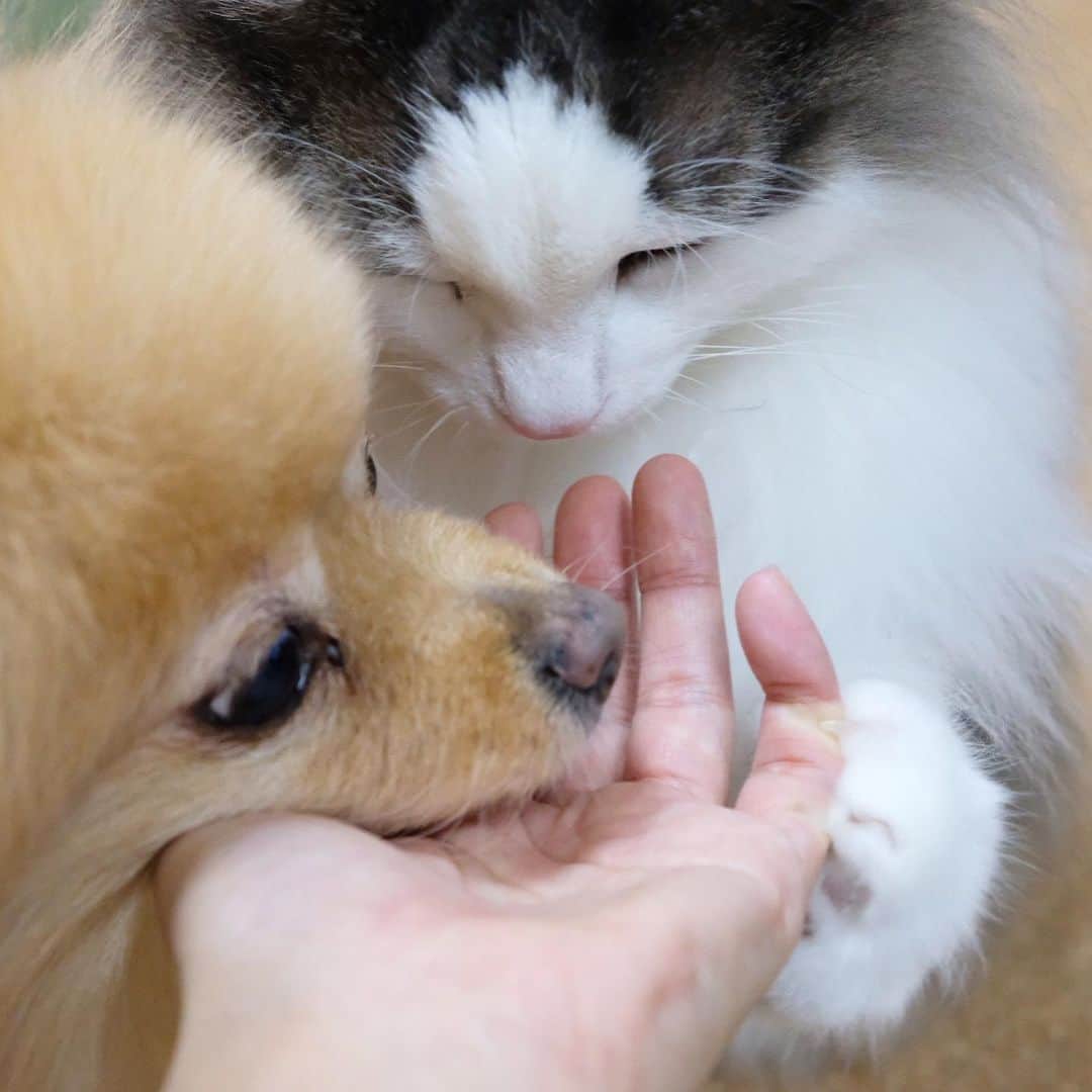 Hanaさんのインスタグラム写真 - (HanaInstagram)「❤️🐶🐟　🙀💦💦 #マルトモ　さんのペット用かつおぶし🐟 * 順番にあげてるけど お姉は待てなくて 何度も割り込む😂 * ドン引く弟 * ⑨⑩ 無くなっても 何度も手を確認する🐶😺きょうだい * * ブログ更新しました♪ http://kedamakyoudai.blog.jp/ #NorwegianForestCat#Pomeranian#japan#catlover#doglover#dogs#cat#Kawaii#fluffy#pom#fluffydog#catsofinstagram#dogsofinstagram#fluffycat#ノルウェージャンフォレストキャット#ポメラニアン#pecoいぬ部#ペコねこ部#犬と猫のいる暮らし#かわいい#cute#cutecat#cutedog#funny#funnydog#funnycat#ライブドアインスタブロガー#冬のだいすきフォトコンテスト」11月21日 11時51分 - mofu2family