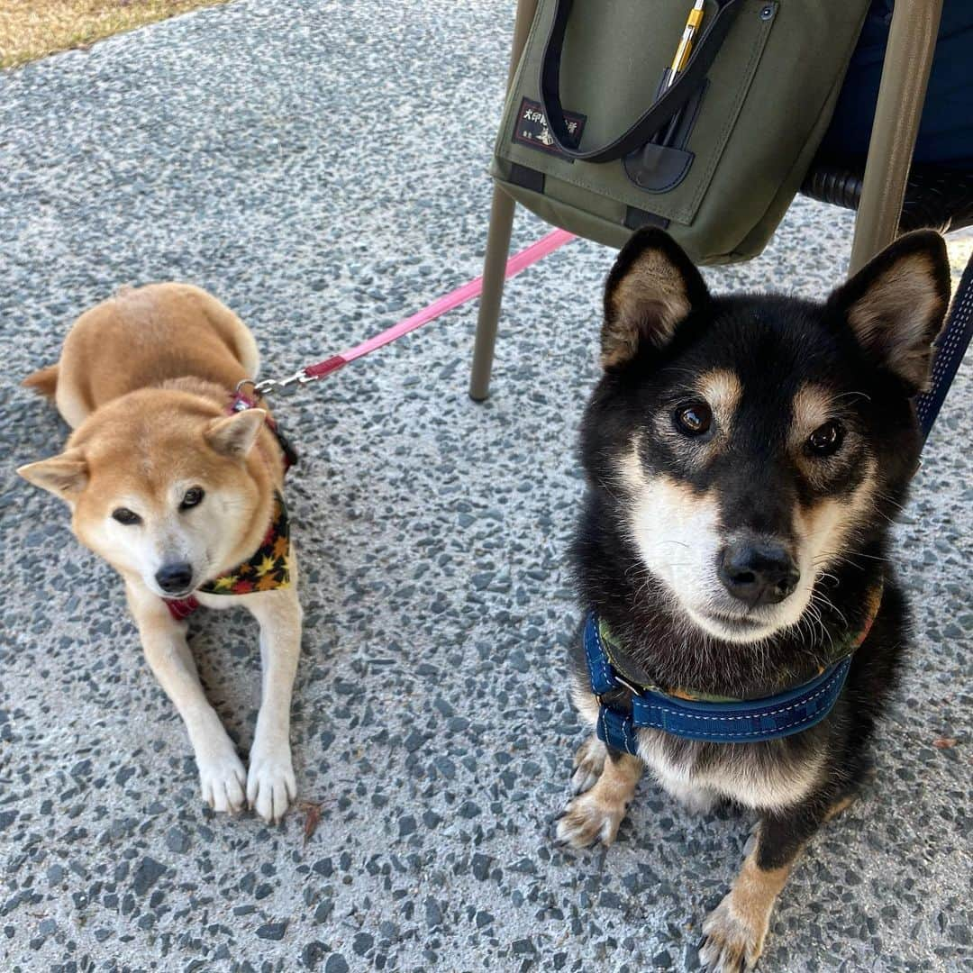 がんちゃんさんのインスタグラム写真 - (がんちゃんInstagram)「三瓶山西の原を散歩した後は、東の原にある石見ワイナリー内の「石見の杜」でランチ。とっても広々としたおしゃれな屋外フードコートです。犬用のメニューはないけど、犬と一緒に食事ができますよ🍽私はラザニアを♪パスタやピザはかなり種類豊富でした〜😋  #犬連れランチ　#石見の杜　#三瓶山東の原」11月21日 12時56分 - kota2ann