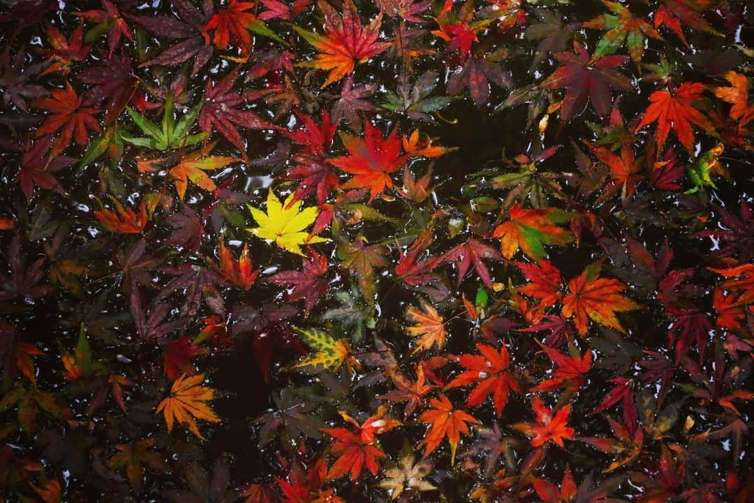 八芳園のインスタグラム
