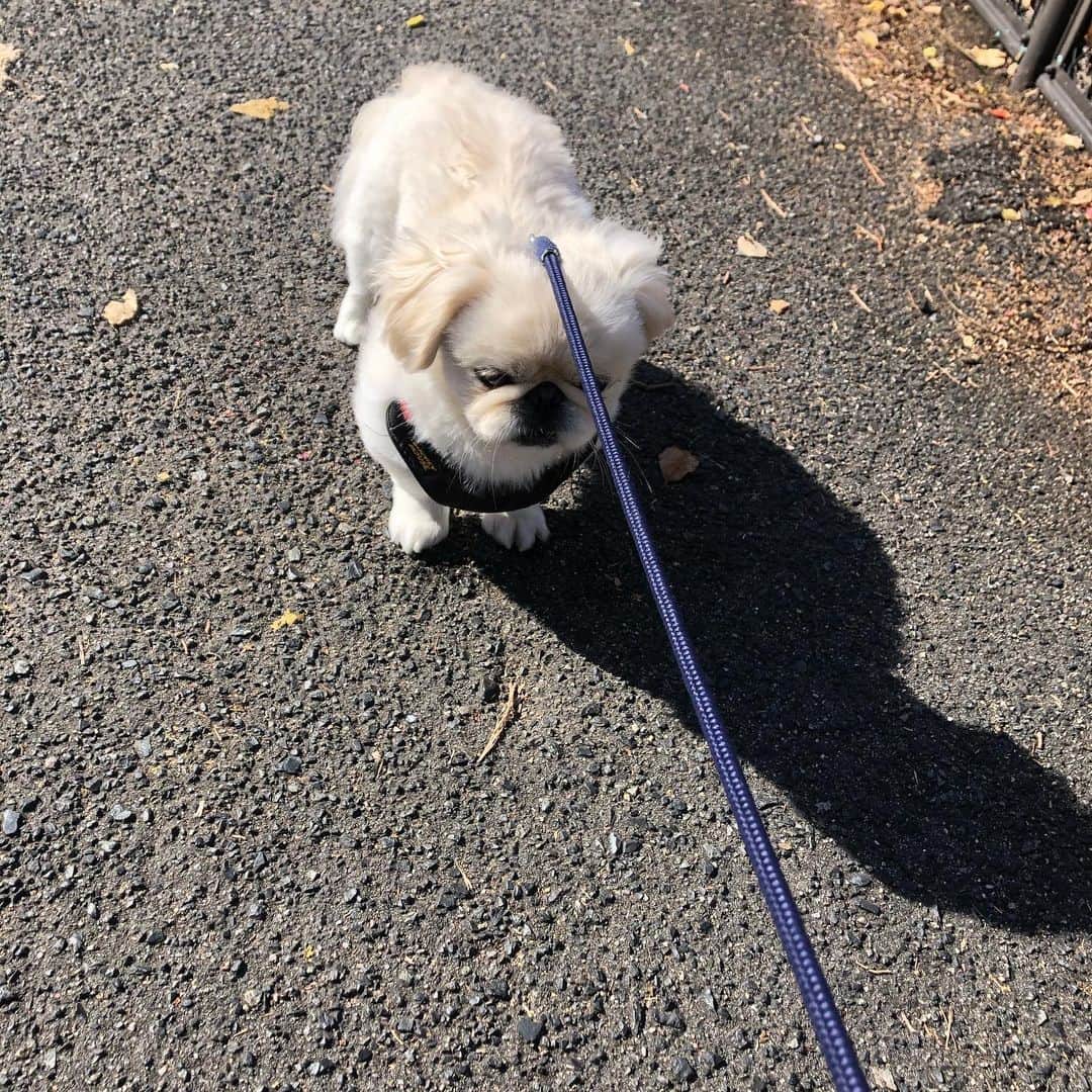 有田優理香のインスタグラム：「動物病院は嫌でしゅ…🐶  #pekinese #ペキニーズ　#犬界の藤原竜也　#狂犬病ワクチン #泣きませんでした👍 #かんぺきにーず」