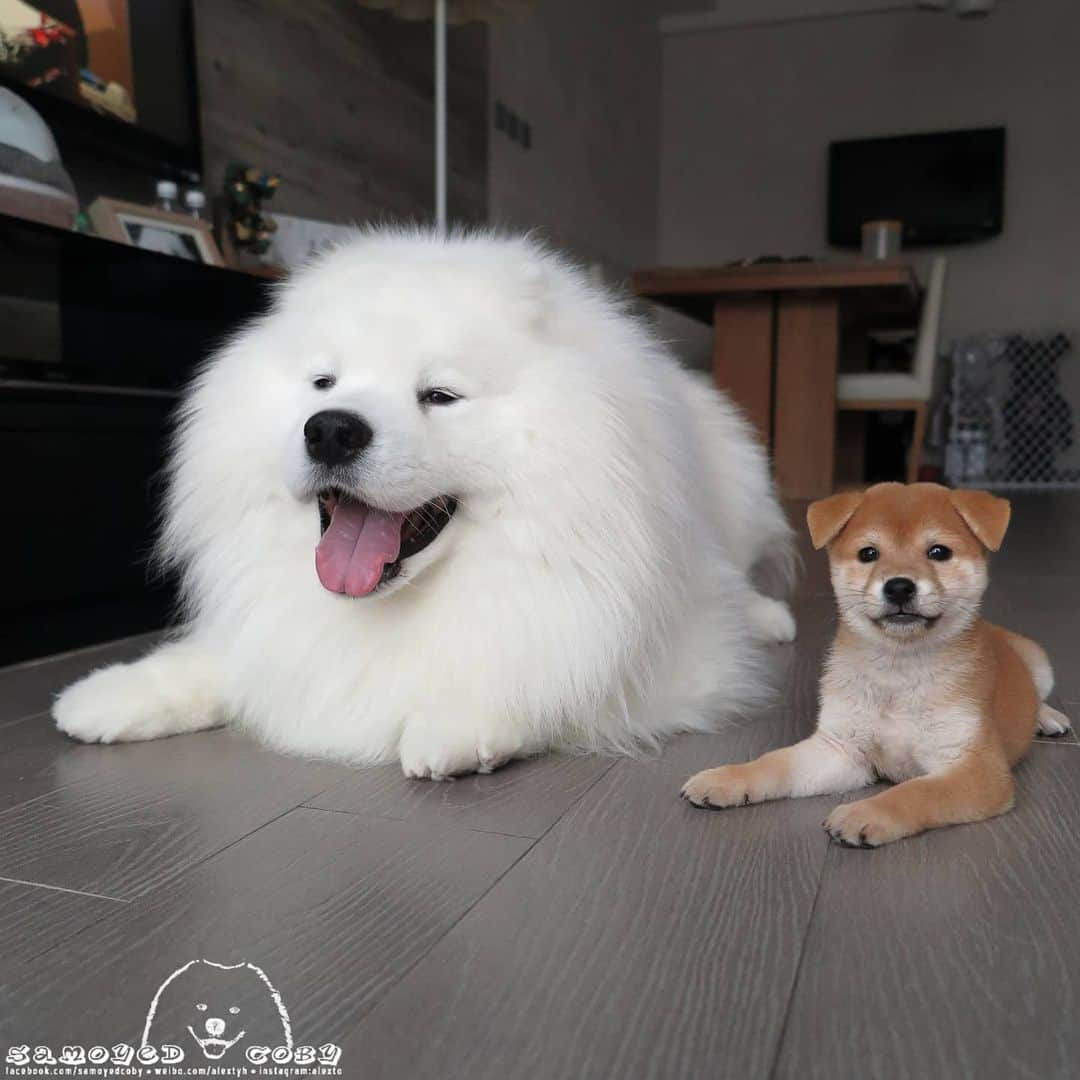 Alex Toのインスタグラム：「Throwback 😘😘😘 #cute #dog #doglover #dogsofinstagram #dogoftheday #dogofthedayjp #dogstagram #fluffy #hkig #hongkong #ilovemydog #instadog #instagood #instamood #instagraphy #shibainu #samoyedoninstagram #pet #petlovers #petsofinstagram #petstagram #photooftheday #puppy #pupsofinstagram #samoyed #samoyedsofinstagram #webstagram #犬 #サモエド」