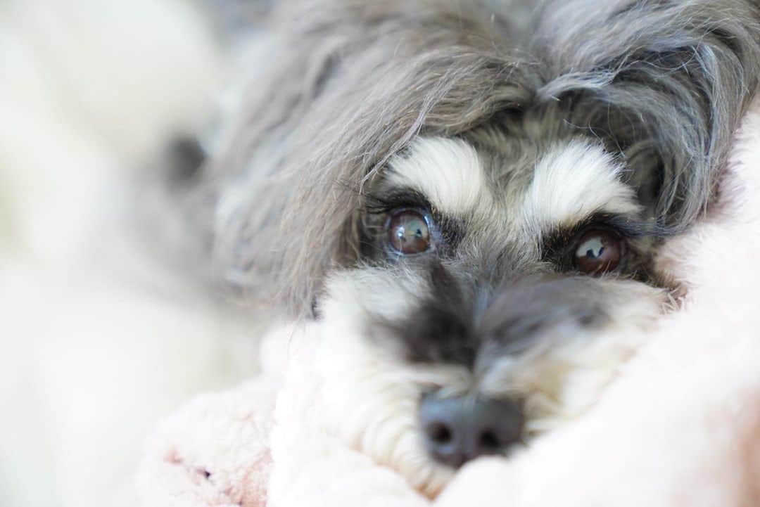 中野区在住のミニシュナのInstagramさんのインスタグラム写真 - (中野区在住のミニシュナのInstagramInstagram)「⑅︎◡̈︎* ・ ぬくぬくマーブルだょ♥︎︎∗︎*ﾟ こんにちワン🐾 ・ ソファーの上にパジャマを脱ぎっぱなしにすると必ずマーブルのベッドになってしまう。。。我が家のあるある笑 ・ ふわふわ＆もこもこ好きが止まらないマーブルでした♫ ・ #髭犬祭2020オンライン  #dogenic #love_bestjapan #daily_photo_jpn #わんことおでかけ #doglife #doglover #inuくらぶ_jpn #しゅなら部 #ミニチュアシュナウザー #ミニシュナ #シュナウザー #miniatureschnauzer #schnauzer #schnauzerofinstagram #schnauzer_lovers #schnauzer_of_instagram #asianfusiongrooming #inulog  #todayswanko  #inutokyo  #only_one_wan  #paw_smile_pictures #inutome #dogsta #insta_dog #うちの子可愛く撮り隊 #わんこカメラ部 #wooftoday」11月21日 13時47分 - marble_eve