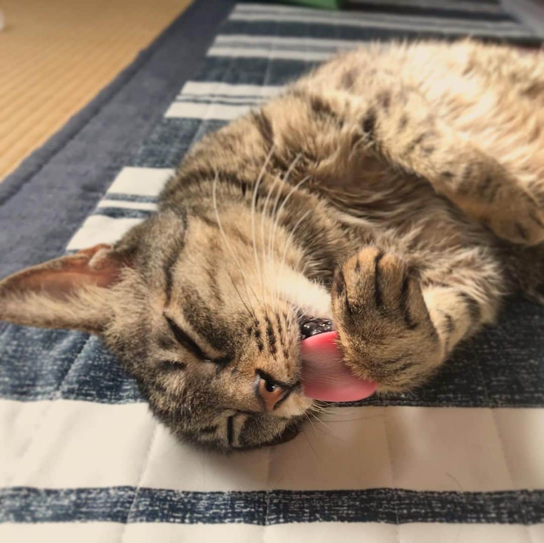 小嶋晶子のインスタグラム：「If you are a proper cat, grooming yourself is very important. 🐈🐾 #cat #cats #browntabby #catsofinstagram #catstagram #neko #nekostagram #ねこ #ねこ部 #ねこすたぐらむ #きじとら #きじとらねこ #きじとら女子 #きじとら部 #ネコ #ネコ部  #キジトラ #キジトラネコ #キジトラ部 #かぎしっぽ #かぎしっぽ猫部 #カギしっぽ #カギしっぽ猫 #お腹ハゲてる #足の裏もハゲてる」