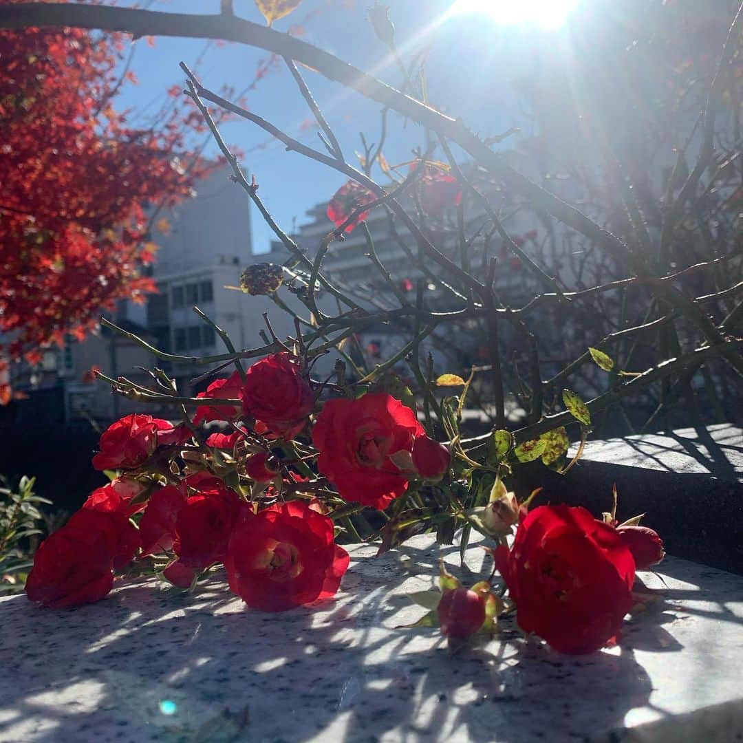 坂本美雨さんのインスタグラム写真 - (坂本美雨Instagram)「澄んだ、松本の朝。  舞台『星の王子さま』をこの土地でも上演できることに感謝。 #KAAT星の王子さま」11月21日 14時05分 - miu_sakamoto