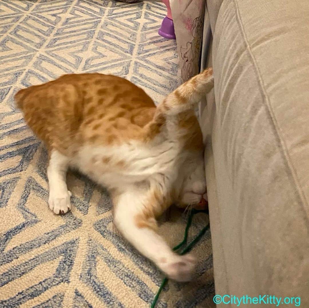 City the Kittyのインスタグラム：「Friday night fun. 😹  #tgif #fridaynightfun」