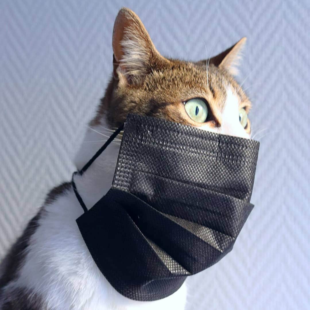 Homer Le Miaou & Nugget La Nugさんのインスタグラム写真 - (Homer Le Miaou & Nugget La NugInstagram)「Hey friends, don't forget to wear your masks! 😺😷😺 #ImTotallyDerpingUnderThis Here's a new french corona report: •There are around 20000 new cases every day. 2 109 170 infected so far. 48 265 death.147 569 cured. •Masks are mandatory everywhere for everyone above 6 years old. •Whole country is in lockdown until idk when. We're supposed to only go out 1h/day, 1km around our house and with an attestation. "Supposed" because people don't care and go out as they want where they want🤦🏻‍♀️ •Special patrols are supposed to control and give fines but it's very rare when you see them so...😑 •Only products considered as essential are authorized to be sold these days. As the little shops and malls are closed, supermarkets have all took down their toys, books, clothes, gardening, art material, music alleys. You've heard well: buying toys is forbidden when christmas is in almost 4 weeks!😳 •All bars, restaurants & places where people can gather are closed until further notice. We know they won't re open for christmas 😯 •Schools have stayed open at first but it was impossible to respect social distancing and it made a lot of clusters so now they work 50/50: half of the students at school and half of the students at home and it changes every week. It's ridiculous and useless but i'm not gov so...🤷🏻‍♀️ •All gathering of people are forbidden. We can only be at home with the people we're living with. The gov already told us that Christmas and New year's family/friends reunions are forbidden. •We're not authorized to go more than 1km from our house. But the gov has open the flights/trains for that period. It doesn't make any sense but, again, i'm not the gov...🙄 •Lots of people have lost their jobs and are left with nothing at all to survive. Students are starving and can't pay their rents anymore. Lots of people that were doing good last year now have to depend on food banks and charity. It's very sad 😞 It's not fun and i sometimes feels like it will never end. I hope next year will be better but i know everything is not gonna be resolved and back to normal on january 1st. Hopefully soon and for everyone!🤞🏻 Stay safe friends, for you and the others. We fluff you 💖」11月22日 1時07分 - homer_le_chat