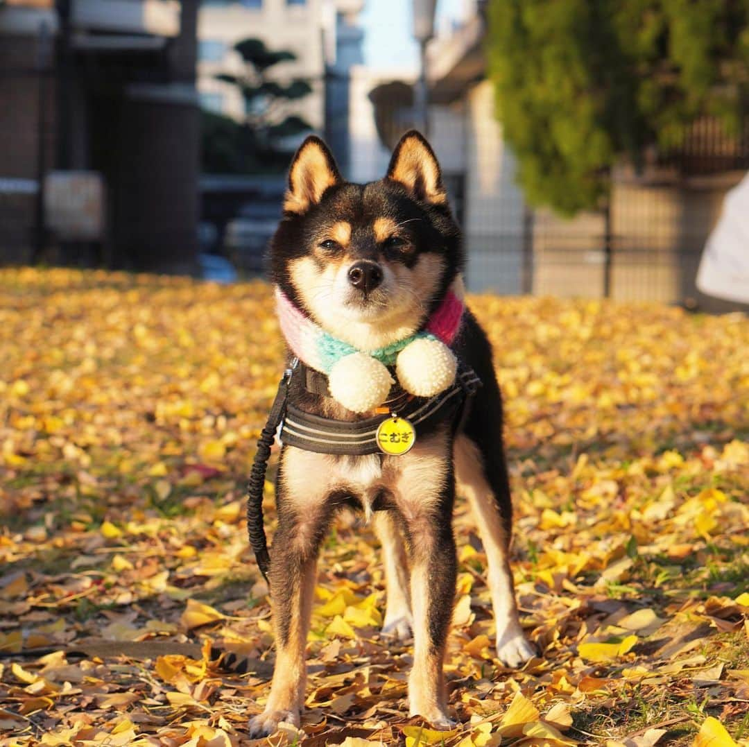 黒豆柴こむぎさんのインスタグラム写真 - (黒豆柴こむぎInstagram)「ママちんが、銀杏とボクの写真を撮りたかったらしいけど、失敗💦リベンジ、出来るかな❓2020.11.21  2021年黒豆柴こむぎの卓上カレンダー🗓の予約受付中‼️プロフィールから、予約専用サイトに飛べるよ。ぜひ、ボクのカレンダーで新年を迎えてね😉  #黒豆柴こむぎカレンダー #ぽっちゃんマフラー #黒豆柴こむぎ #黒豆柴 #豆柴 #黒柴 #黑柴 #柴犬 #柴 #まめしば #しばいぬ #mameshiba #kuroshiba #shibainu #shiba #shibalove #shibalovers #shibastagram #shiba_snap #shibasofinstagram #ふわもこ部 #pecoいぬ部 #いぬら部 #proudshibas #thedailyshibainu #ここ柴部 #いぬのきもち #todayswanko #rakutenpet #9gagcute」11月21日 23時55分 - komugi_1207