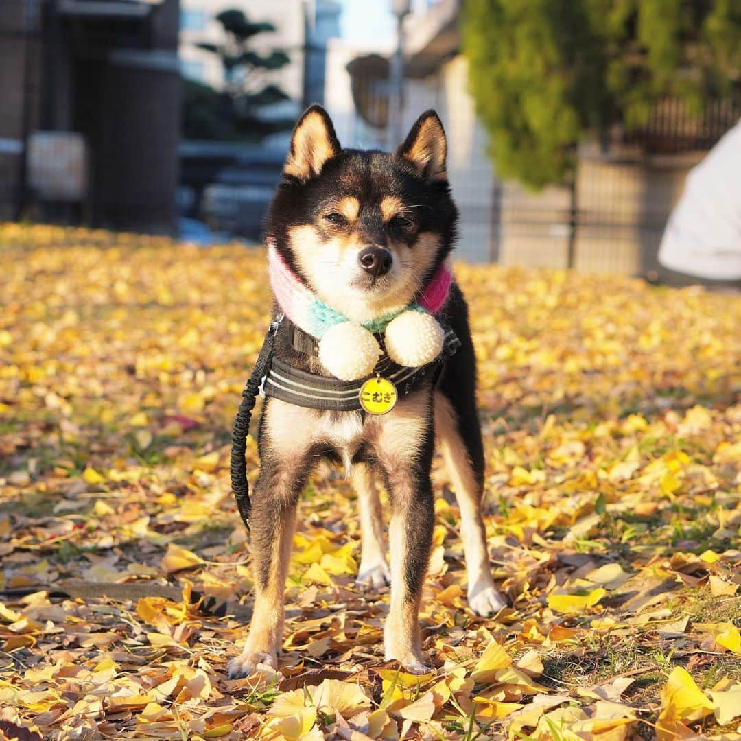 黒豆柴こむぎさんのインスタグラム写真 - (黒豆柴こむぎInstagram)「ママちんが、銀杏とボクの写真を撮りたかったらしいけど、失敗💦リベンジ、出来るかな❓2020.11.21  2021年黒豆柴こむぎの卓上カレンダー🗓の予約受付中‼️プロフィールから、予約専用サイトに飛べるよ。ぜひ、ボクのカレンダーで新年を迎えてね😉  #黒豆柴こむぎカレンダー #ぽっちゃんマフラー #黒豆柴こむぎ #黒豆柴 #豆柴 #黒柴 #黑柴 #柴犬 #柴 #まめしば #しばいぬ #mameshiba #kuroshiba #shibainu #shiba #shibalove #shibalovers #shibastagram #shiba_snap #shibasofinstagram #ふわもこ部 #pecoいぬ部 #いぬら部 #proudshibas #thedailyshibainu #ここ柴部 #いぬのきもち #todayswanko #rakutenpet #9gagcute」11月21日 23時55分 - komugi_1207