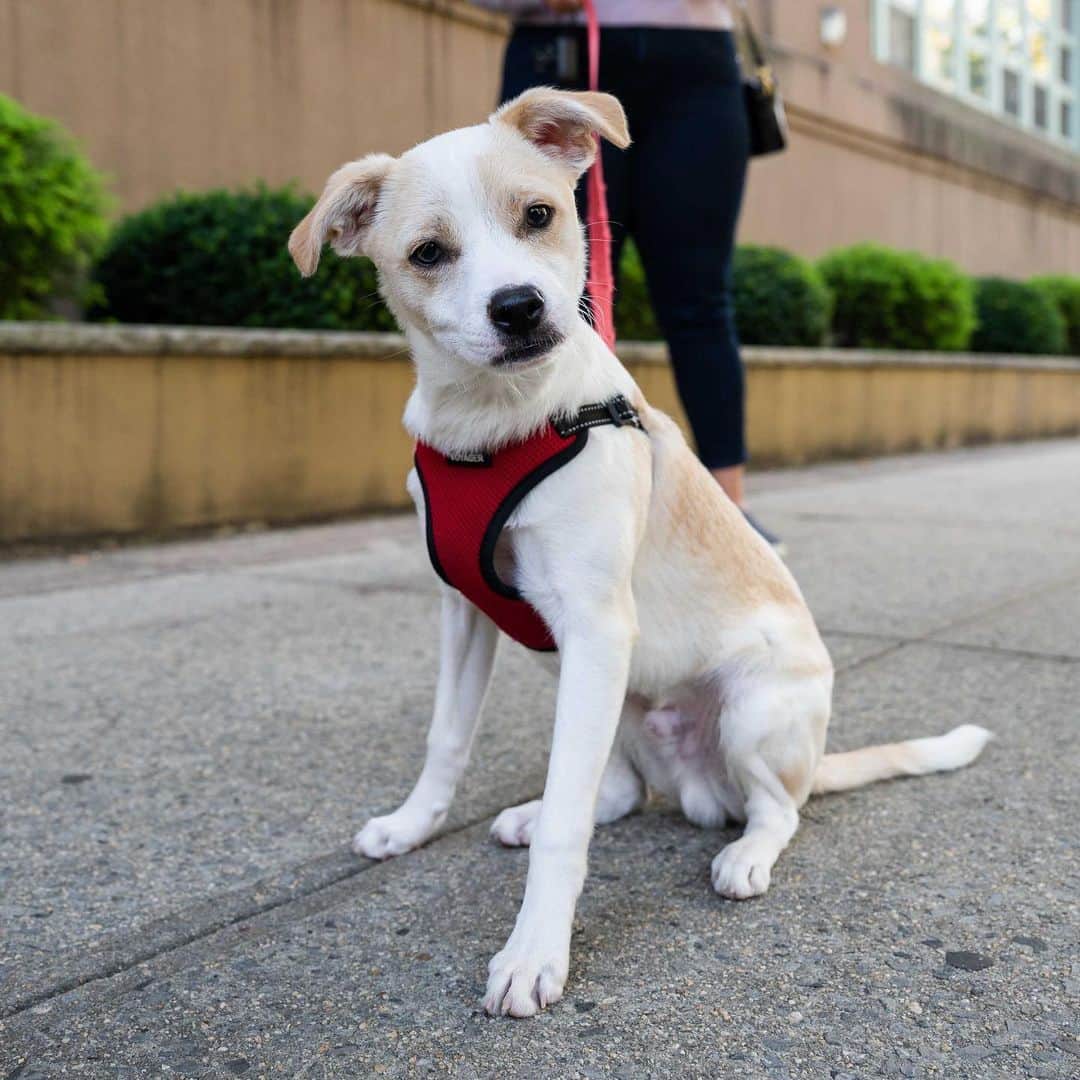 The Dogistさんのインスタグラム写真 - (The DogistInstagram)「GIVEAWAY: GUESS THAT DOG BUTT with @wisdompanel! Franklin, mix (5 m/o), Astoria Park, Queens, NY • “He has never met a stranger – he loves everyone he meets.” A rescue from @safeandsoundsatos • We’re teaming up with #WisdomPanel to celebrate rescue pups like Franklin! We’re giving away three DNA kits so you can find out your dog’s breed breakdown too – how to enter: follow @wisdompanel and guess Franklin’s breeds below! We’ll be posting the answer AND giveaway winners in stories on Monday. What’s your guess?  No purchase necessary. This giveaway is not affiliated with Instagram in any way. Giveaway ends on Monday at 11:59pm EST.」11月21日 23時49分 - thedogist