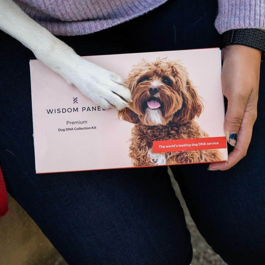 The Dogistさんのインスタグラム写真 - (The DogistInstagram)「GIVEAWAY: GUESS THAT DOG BUTT with @wisdompanel! Franklin, mix (5 m/o), Astoria Park, Queens, NY • “He has never met a stranger – he loves everyone he meets.” A rescue from @safeandsoundsatos • We’re teaming up with #WisdomPanel to celebrate rescue pups like Franklin! We’re giving away three DNA kits so you can find out your dog’s breed breakdown too – how to enter: follow @wisdompanel and guess Franklin’s breeds below! We’ll be posting the answer AND giveaway winners in stories on Monday. What’s your guess?  No purchase necessary. This giveaway is not affiliated with Instagram in any way. Giveaway ends on Monday at 11:59pm EST.」11月21日 23時49分 - thedogist