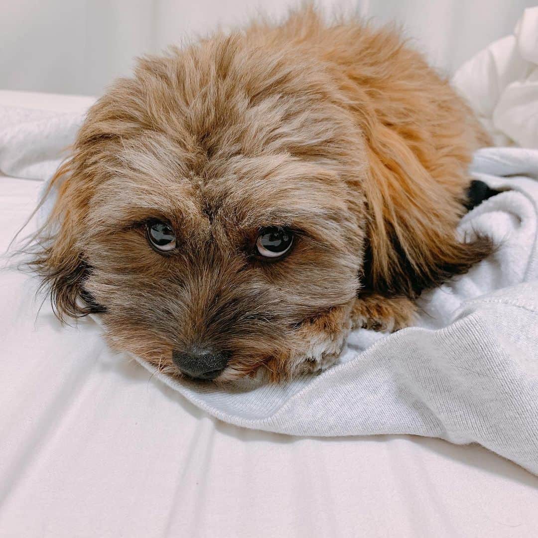 日岡なつみさんのインスタグラム写真 - (日岡なつみInstagram)「私の服を渡したくなくてガルルしてた😯 その後、寝る。  すみれ♀MIX犬(シーズー×トイプードル) #しゅみれぐらむ   #犬 #シープー #トイプードル #シーズー #ミックス犬 #いぬすたぐらむ🐶 #dog #dogstagram #instadog」11月21日 23時51分 - hiokanatsumi