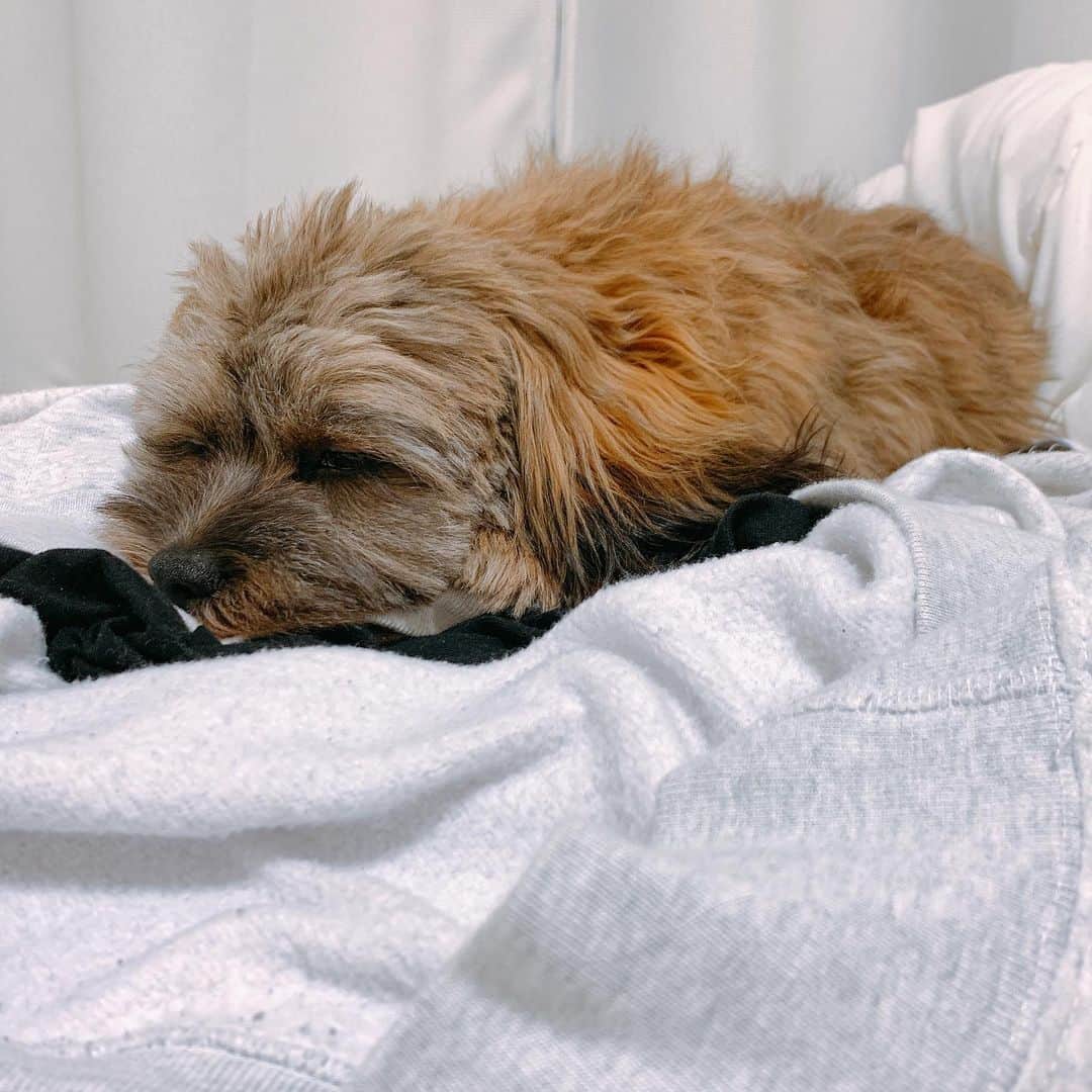 日岡なつみさんのインスタグラム写真 - (日岡なつみInstagram)「私の服を渡したくなくてガルルしてた😯 その後、寝る。  すみれ♀MIX犬(シーズー×トイプードル) #しゅみれぐらむ   #犬 #シープー #トイプードル #シーズー #ミックス犬 #いぬすたぐらむ🐶 #dog #dogstagram #instadog」11月21日 23時51分 - hiokanatsumi