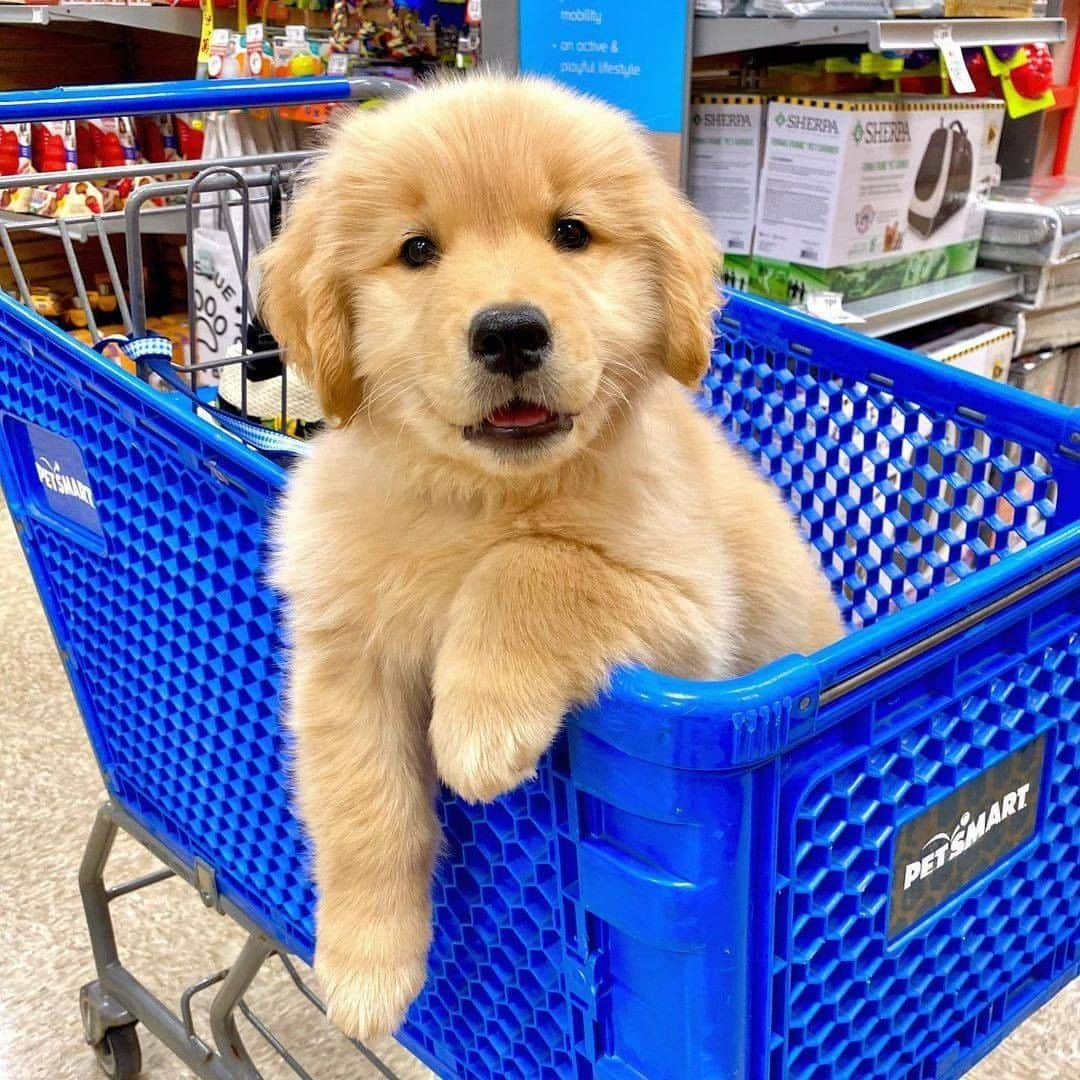 8crapさんのインスタグラム写真 - (8crapInstagram)「Let’s go shopping! - 📷 @rylie_chesney_and_winston - #barked #dog #doggo #puppy #pupper #GoldenRetriever #GoldenRetrieverPuppy」11月22日 1時00分 - barked