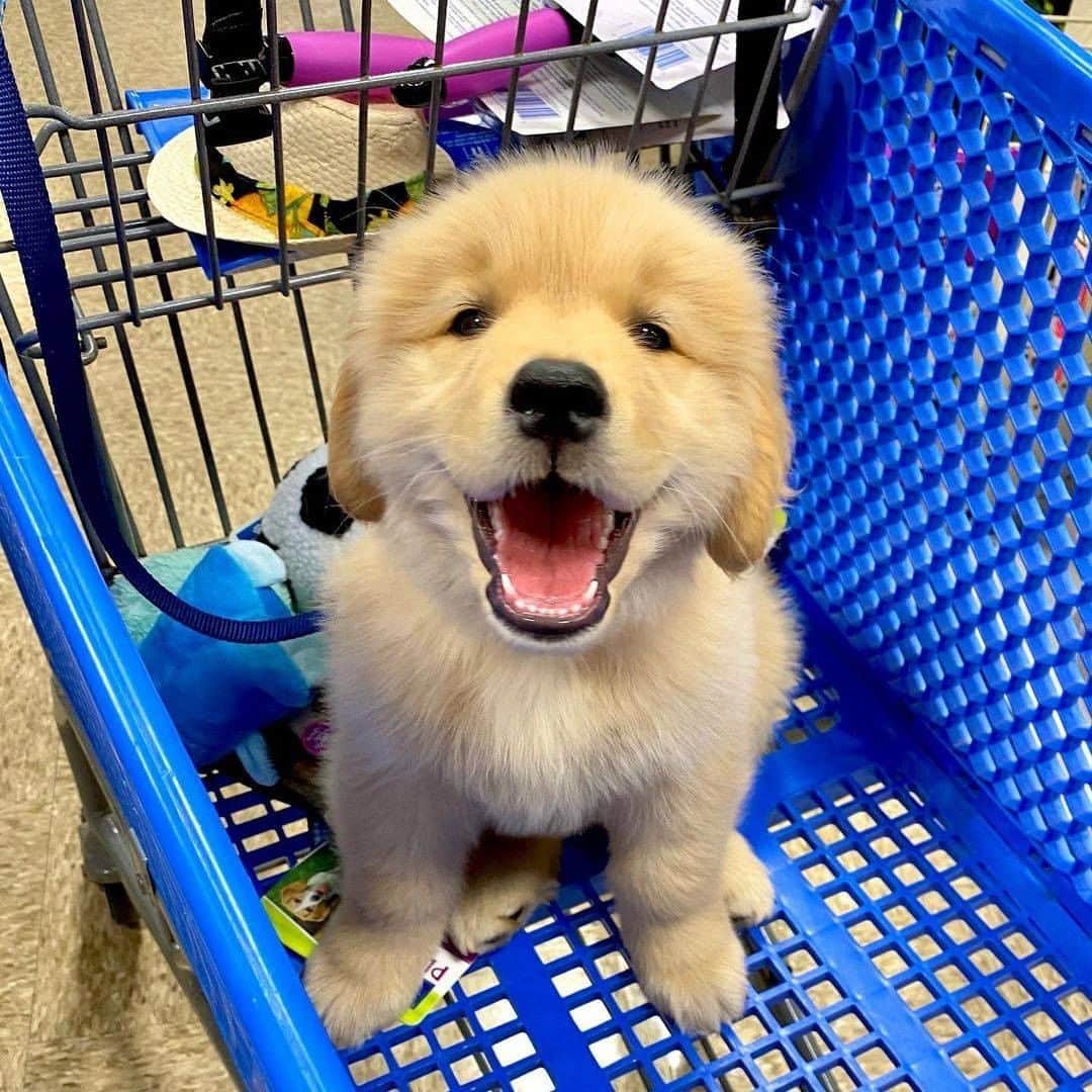 8crapさんのインスタグラム写真 - (8crapInstagram)「Let’s go shopping! - 📷 @rylie_chesney_and_winston - #barked #dog #doggo #puppy #pupper #GoldenRetriever #GoldenRetrieverPuppy」11月22日 1時00分 - barked