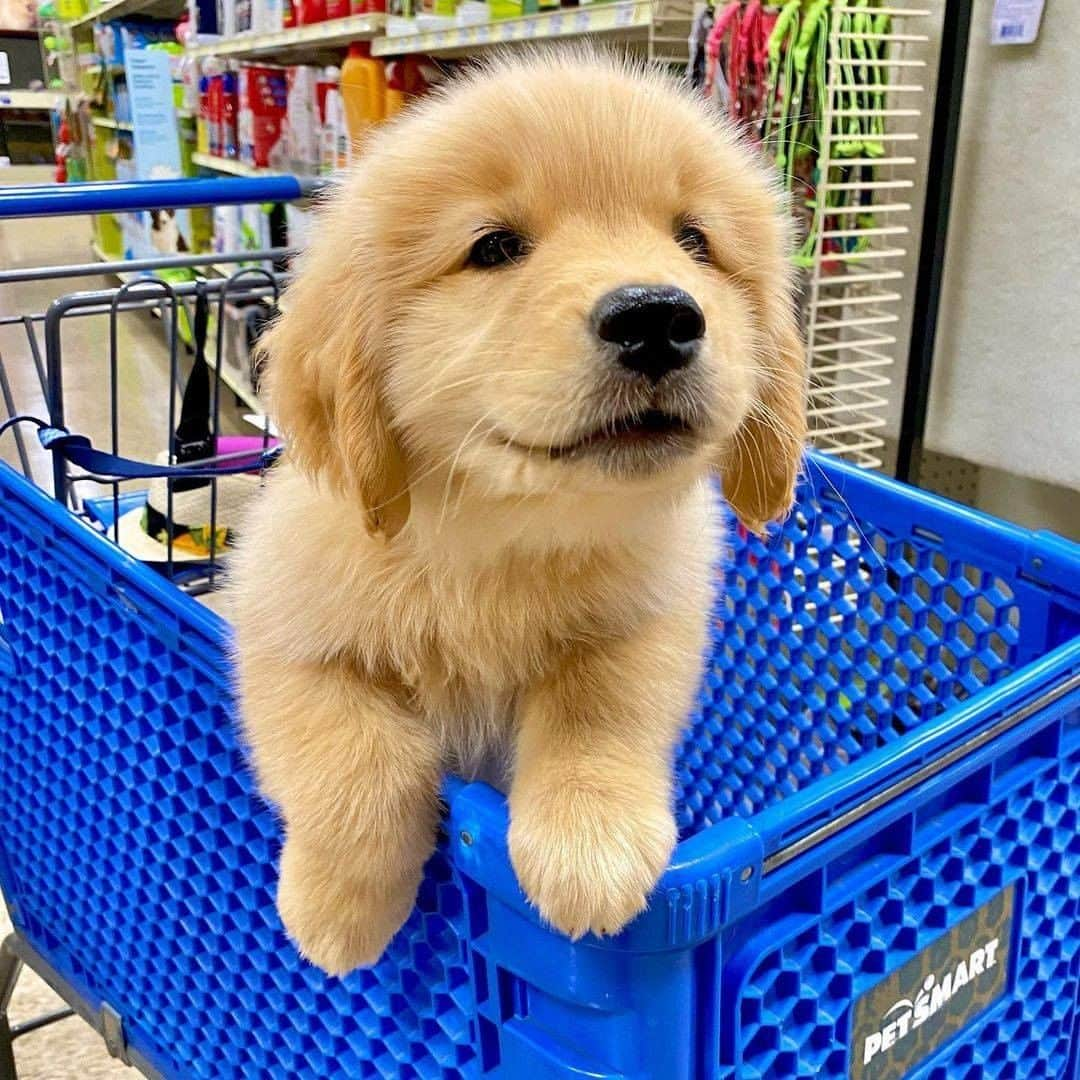 8crapさんのインスタグラム写真 - (8crapInstagram)「Let’s go shopping! - 📷 @rylie_chesney_and_winston - #barked #dog #doggo #puppy #pupper #GoldenRetriever #GoldenRetrieverPuppy」11月22日 1時00分 - barked