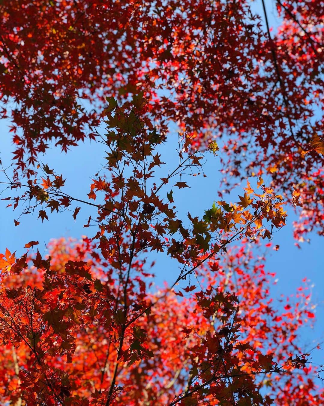 菅又菜摘（ナツ）さんのインスタグラム写真 - (菅又菜摘（ナツ）Instagram)「My power spot⛩🎋🍂🍁」11月21日 16時09分 - kogenatsu920