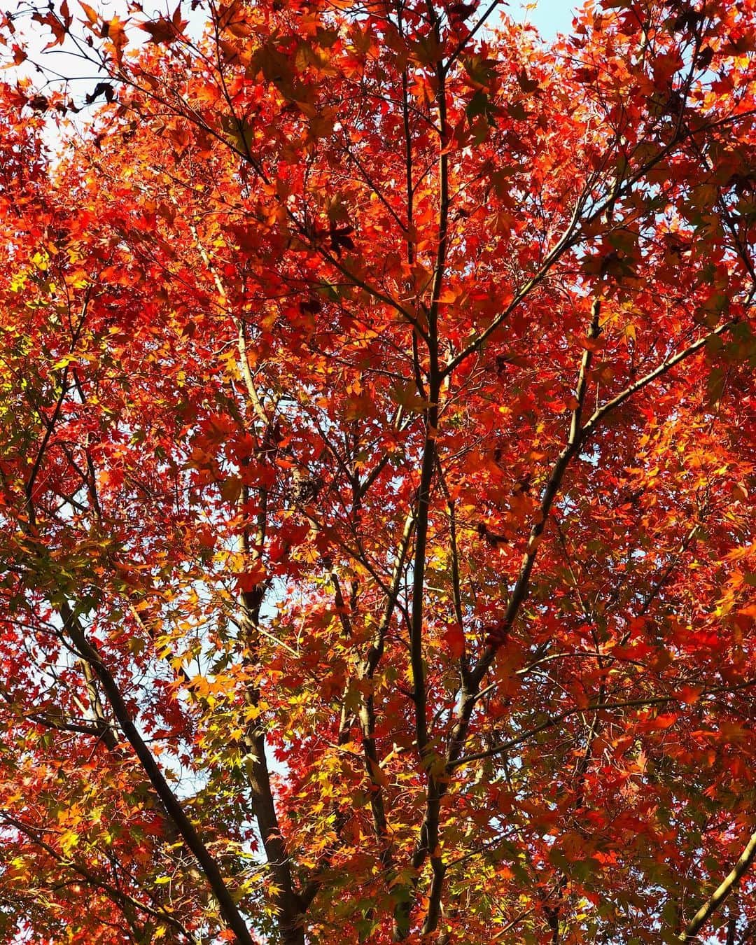 菅又菜摘（ナツ）さんのインスタグラム写真 - (菅又菜摘（ナツ）Instagram)「My power spot⛩🎋🍂🍁」11月21日 16時09分 - kogenatsu920