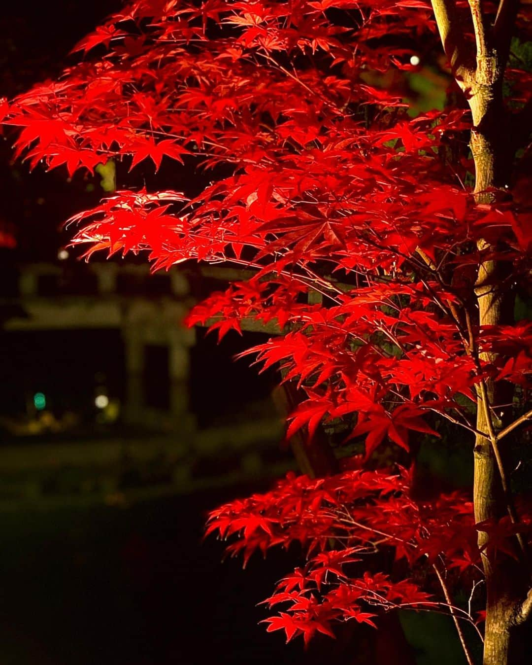 菅又菜摘（ナツ）さんのインスタグラム写真 - (菅又菜摘（ナツ）Instagram)「My power spot⛩🎋🍂🍁」11月21日 16時09分 - kogenatsu920