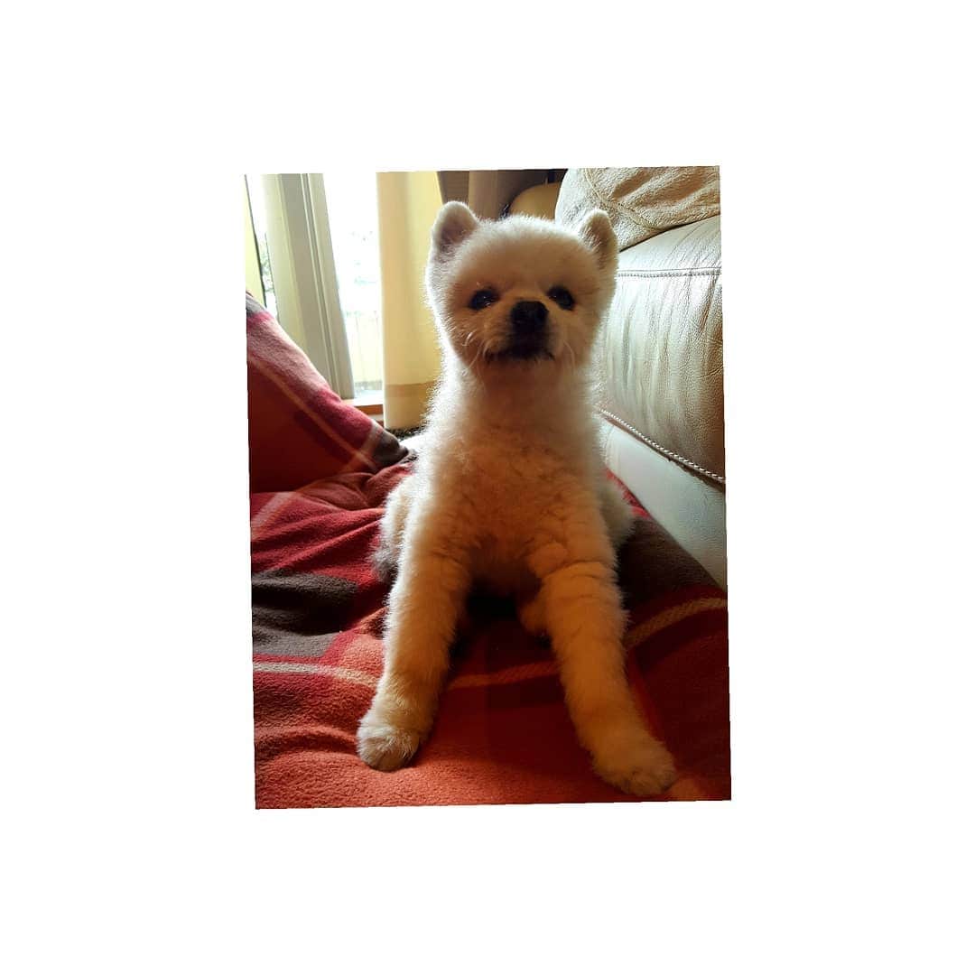のインスタグラム：「知り合いのワンちゃんが天使になりました。 きっと今は飼い主さんの元に寄り添って一緒に力になってくれているに違いない🙏✴  #写真は亡くなる直前のポッキー君、5年前に18才で旅立ちました。同じポメラニアンでみんなで天国で遊んでくれてるといいな #メリー、カンナ、ポッキーファミリーが天国で待ってるよ☺️ラナちゃん寂しくないよ✨パパは同じだから✨」