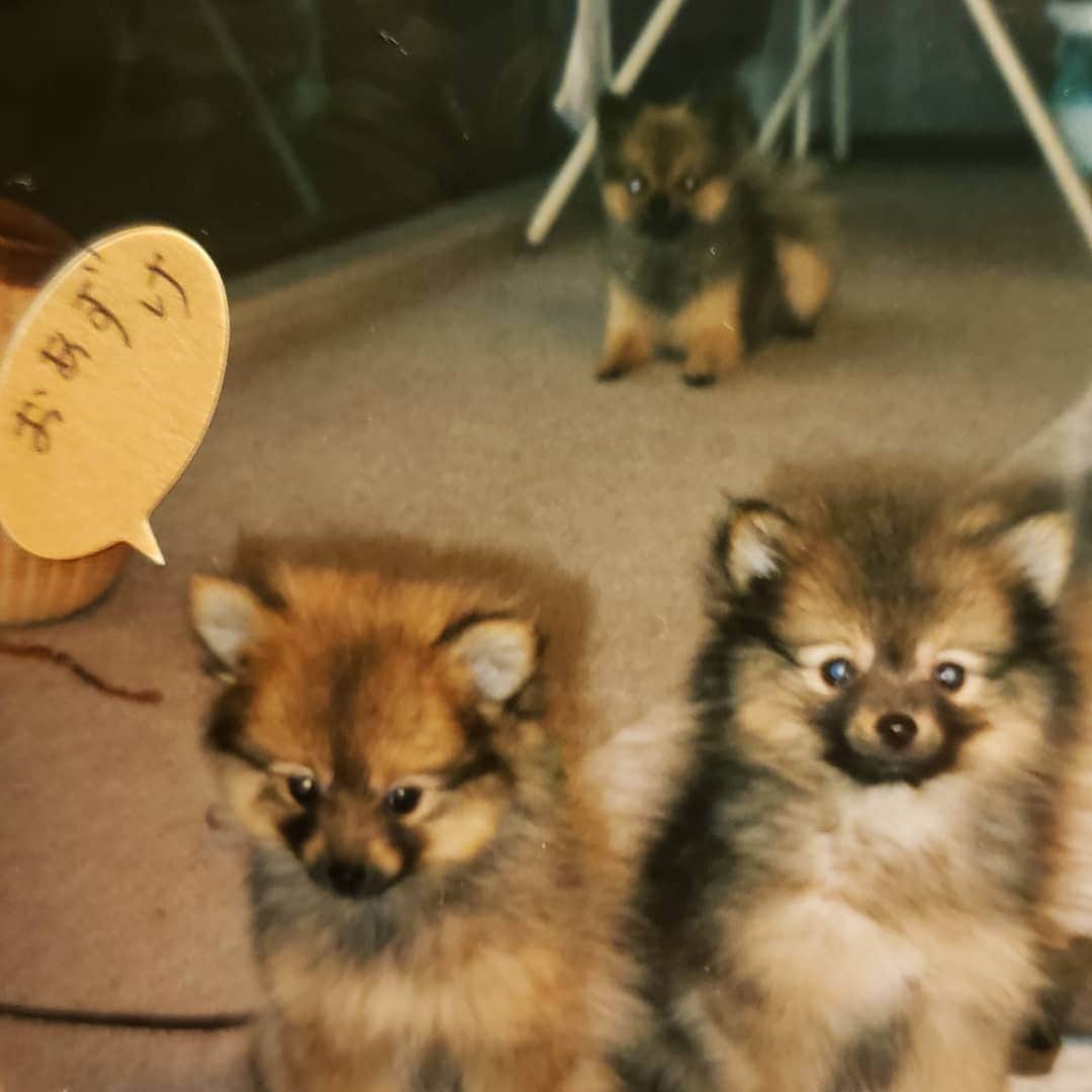 大河内志保さんのインスタグラム写真 - (大河内志保Instagram)「知り合いのワンちゃんが天使になりました。 きっと今は飼い主さんの元に寄り添って一緒に力になってくれているに違いない🙏✴  #写真は亡くなる直前のポッキー君、5年前に18才で旅立ちました。同じポメラニアンでみんなで天国で遊んでくれてるといいな #メリー、カンナ、ポッキーファミリーが天国で待ってるよ☺️ラナちゃん寂しくないよ✨パパは同じだから✨」11月21日 16時16分 - okouchi_shiho