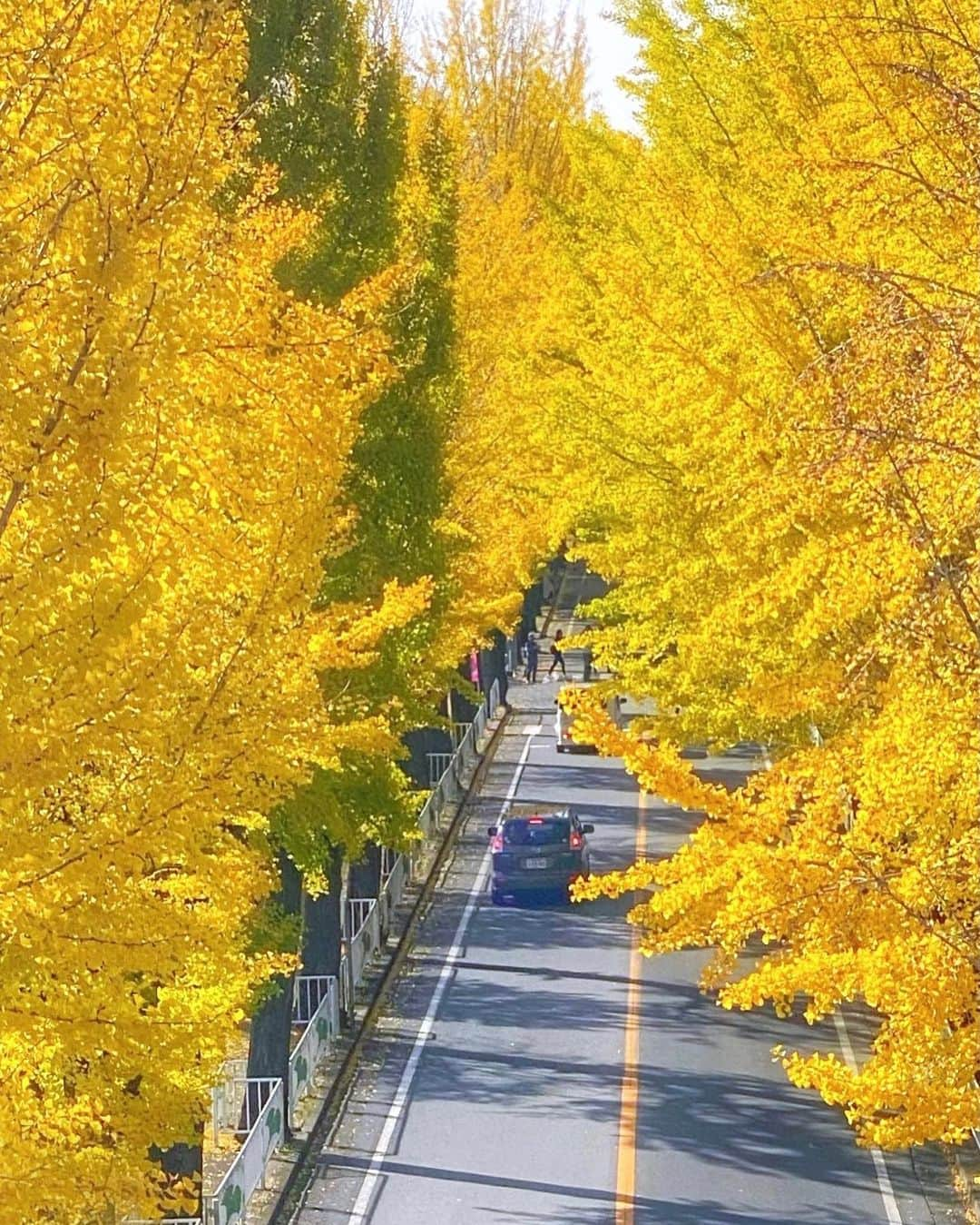 hama_aki_pppさんのインスタグラム写真 - (hama_aki_pppInstagram)「奈良県 奈良の#イチョウ並木 (スライドして下さい) Location Nara japan (Swipe)     ) Location Kyoto Japan (Swipe)  　 2020.11.15  先週末、談山神社に行く予定でしたが駐車場1キロ前から大渋滞🚗🚙🚕行列と密が大嫌いなのでサクッとUターン🌀 途中にあった岡寺に寄り帰りに昨年目を付けていたイチョウ並木を見に行きました💨。　  　  #ダレカニミセタイケシキ  #寺社仏閣  #美しい日本　 #日本庭園  #わたしは奈良派  #奈良県景観資産  #top_favorite_shots  #inspring_shot #beautiful_kansai #ig_autumn  #japanesetemple  #japanesegarden  #loves_united_japan  #special_spot_  #japanese_gardens  #otonatabi_japan  #be_one_natura #sorakataphoto  #ig_color  #ig_shotz  #autumn_colors  #phx_flowers  #patal_perfection  #ig_myshots  #hello_worldpics  #travelingsavant  #bestpicturesgallery  #whimlife  #9vaga9」11月21日 16時57分 - hama_aki_ppp