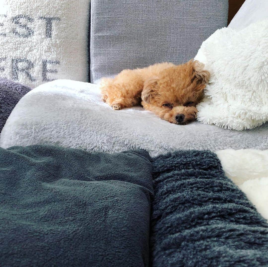 ふわのインスタグラム：「いつも応援ありがとうございます‼︎  #toypoodle#toypoodlegram#dogsofinstagram#instadog#doglife#doglover#dog#fuwamama#ふわもこのふわ#ふわ#トイプードル#ふわもこ部#犬バカ部#親バカ部#いぬすたぐらむ#犬のいる暮らし#どこに転がっても大丈夫#今日のふわ」