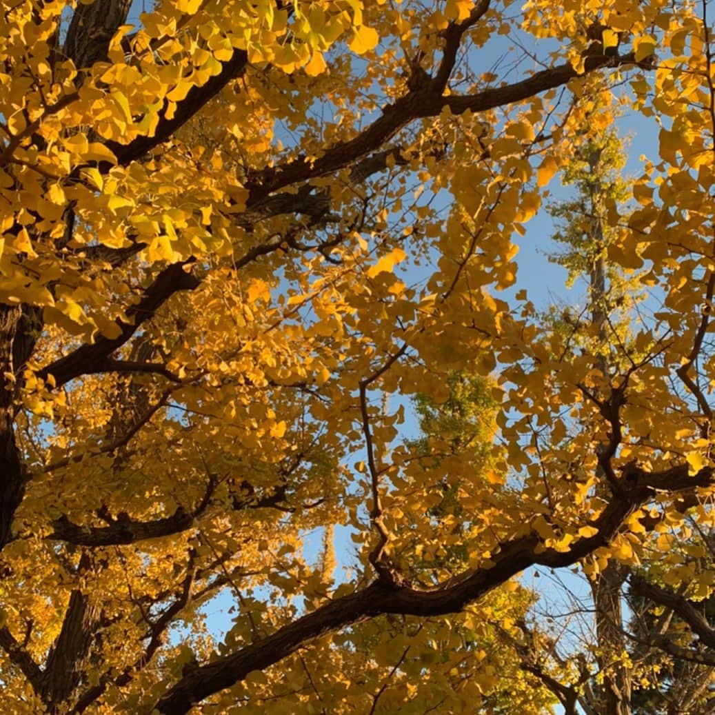 七瀬音海のインスタグラム：「今年も神宮外苑の銀杏並木へ 落ちてきてるのもあったけど、秋冬感じました😳」