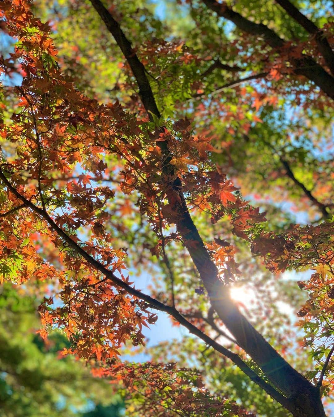 上杉あずささんのインスタグラム写真 - (上杉あずさInstagram)「. 今年は #紅葉登山 出来なかったから、お散歩で出会った #紅葉 で気分高揚🍁(定型文) さあ皆さんご一緒に #紅葉見に行こうよう 🍁🍂🍃 #momiji #koyo #fall #autumn #season #beautiful #scenery #view #spot #fukuoka #kyushu #もみじ #イチョウ #胃腸 #秋」11月21日 17時33分 - azumacks