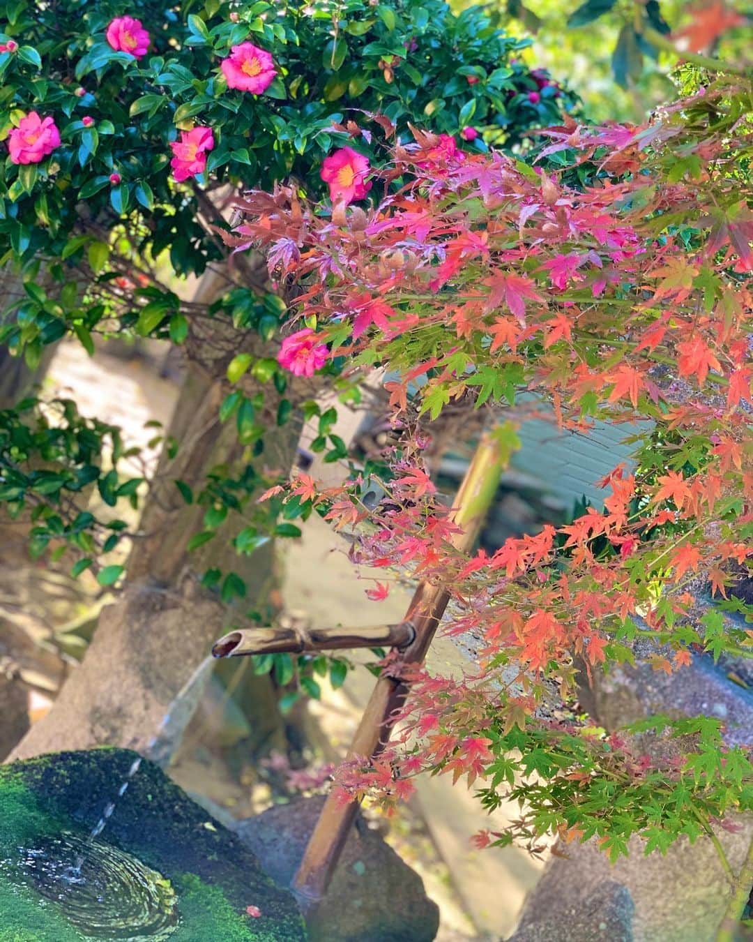 上杉あずささんのインスタグラム写真 - (上杉あずさInstagram)「. 今年は #紅葉登山 出来なかったから、お散歩で出会った #紅葉 で気分高揚🍁(定型文) さあ皆さんご一緒に #紅葉見に行こうよう 🍁🍂🍃 #momiji #koyo #fall #autumn #season #beautiful #scenery #view #spot #fukuoka #kyushu #もみじ #イチョウ #胃腸 #秋」11月21日 17時33分 - azumacks