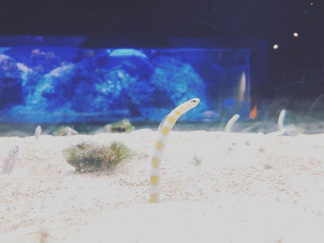 上原あかりのインスタグラム：「癒し♡  #水族館」