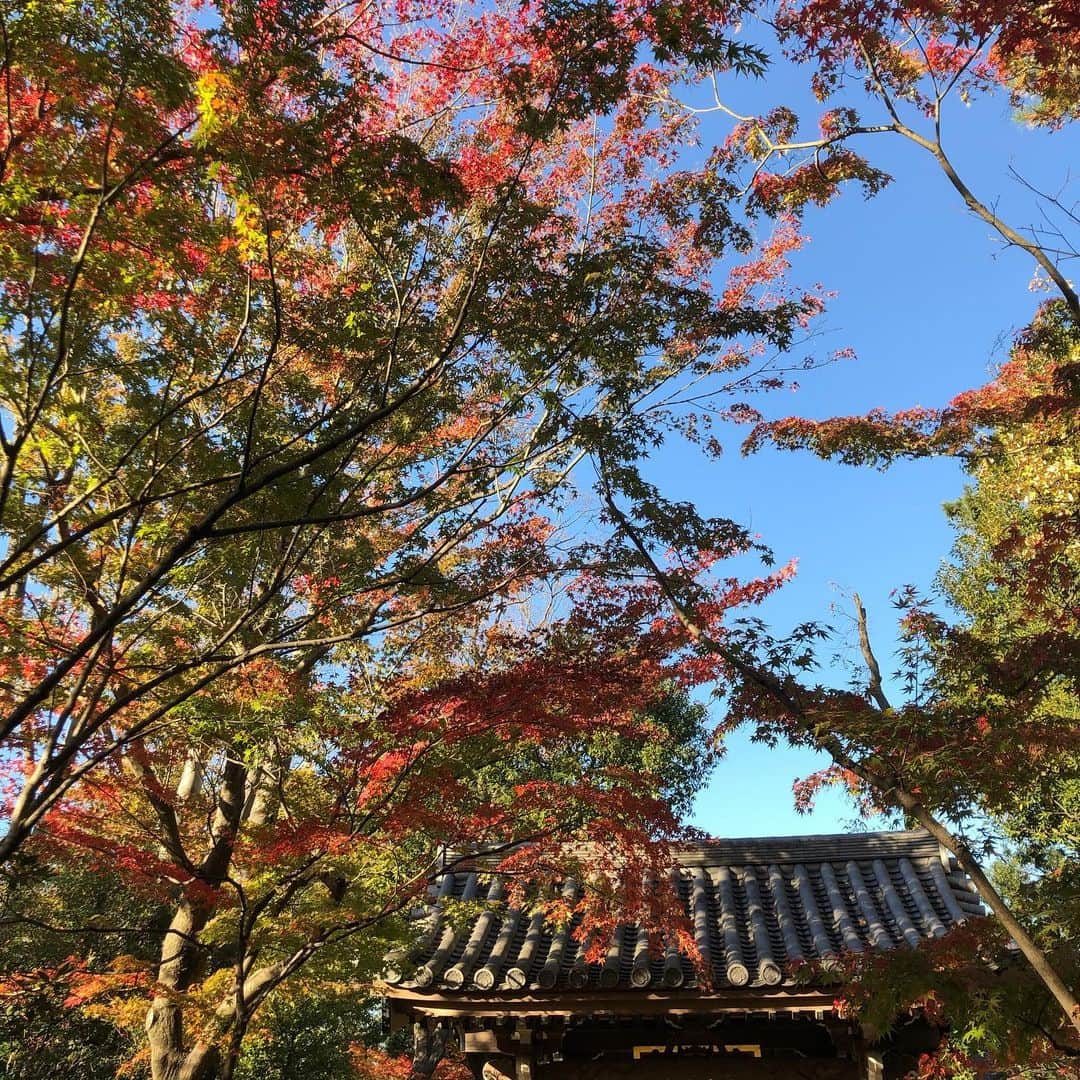 堀江一眞さんのインスタグラム写真 - (堀江一眞Instagram)「ついでに紅葉も綺麗でした。久しぶりに父と一緒に、穏やかな一日でした☆  #紅葉」11月21日 17時42分 - kazuma.horie