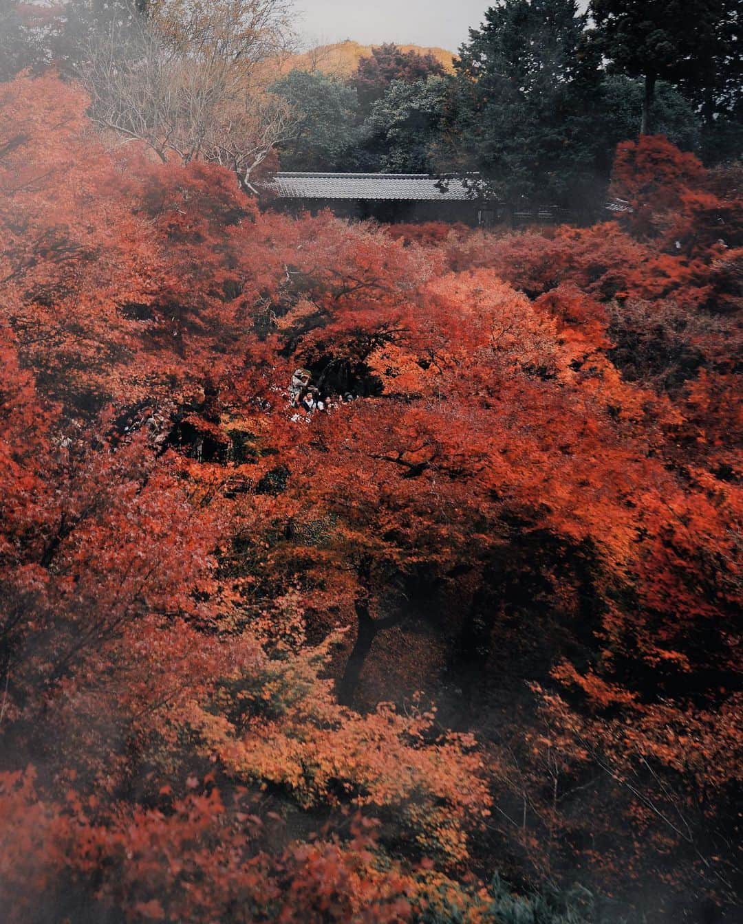 HAYAMI HANNAH ハナさん ど田舎さんのインスタグラム写真 - (HAYAMI HANNAH ハナさん ど田舎Instagram)「. #hellofrom Japan 🍁🍂 Kyoto city 🇯🇵   📸 @SonyAlpha 7M2 📍 @SonyAlpha SEL2470Z 📍ISO 100📍SS 1/250 📍F4   #hayamihannah  #visitjapanjp  #streetmobs  #world_urbanstreet  #autumncolors  #adorama  #discoverjapan  #japantrip  #japan_daytime_view  #kyoto  #beautifuldestinations  #citykillerz  #passionpassport  #travelphotography  #streetclassics  #streetdreamsmag  #streetframez  #visitjapanau  #discoverkyoto  #raw_japan  #reframinghk  #way2ill  #moodygrams  #DiscoverHongKong  #creativeoptic #shotzdelight #citykillerz #citygrammers  #紅葉  #igersjp」11月21日 17時44分 - hayamihannah