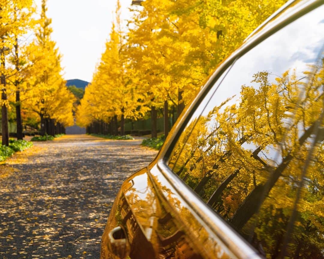 アウディ ジャパンさんのインスタグラム写真 - (アウディ ジャパンInstagram)「AudiのSUVと巡る秋の旅はいかがでしたか。 見慣れた秋の風景も、お気に入りの一台と一緒であれば、一生忘れられない体験に。  #Audi #AudiQ8 #アウディQ8 #Audijapan #アウディ #carwithoutlimits #carsofinstagram #Audiworld #Audigenic #車好きな人と繋がりたい #銀杏 #あづま総合運動公園 #秋 #Autumn #秋の空 #秋の風景 #ドライブ」11月21日 18時00分 - audijapan