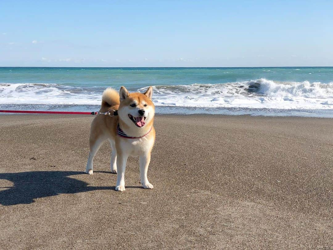 せんべえのインスタグラム