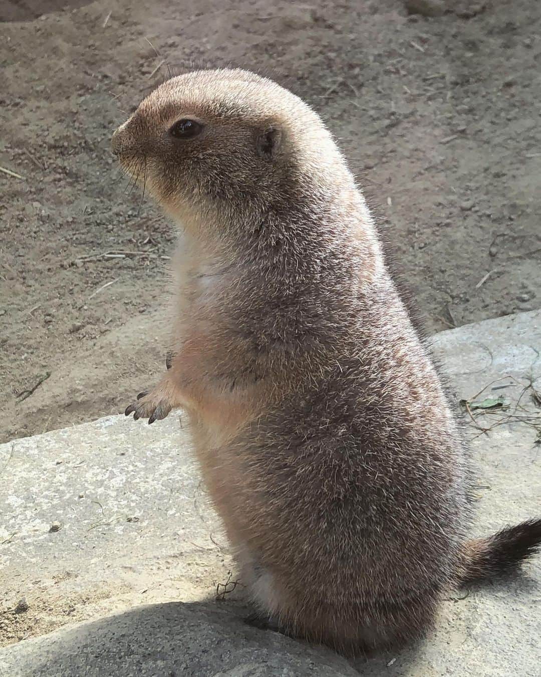 azumyのインスタグラム：「まるでおもちのよう。 #オグロプレーリードッグ #東山動物園」